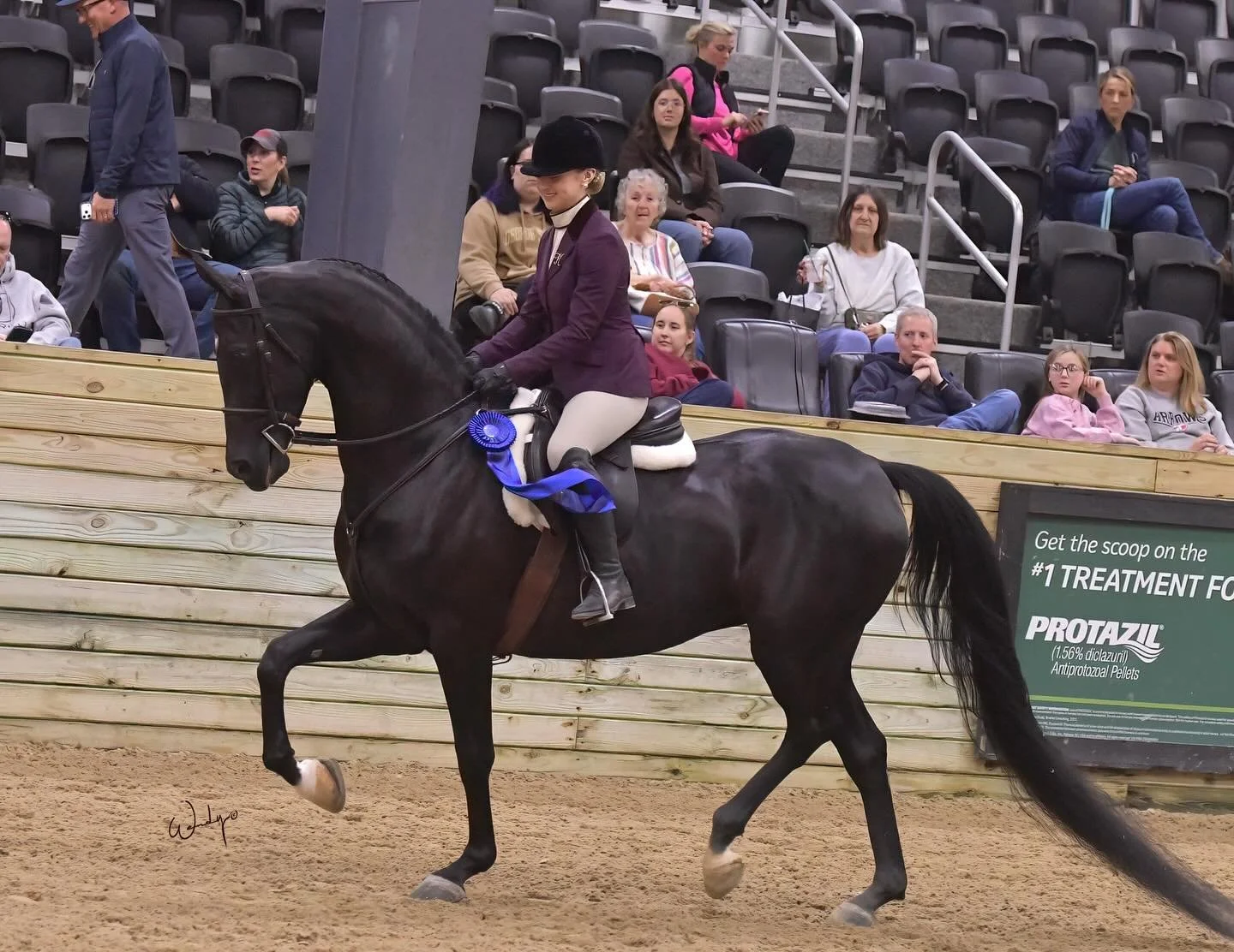 Kaylee and SF Black Orchid had a great outing at OHAHA taking home a top placing in each class! We just can&rsquo;t get enough of watching these two float around the arena! 💃