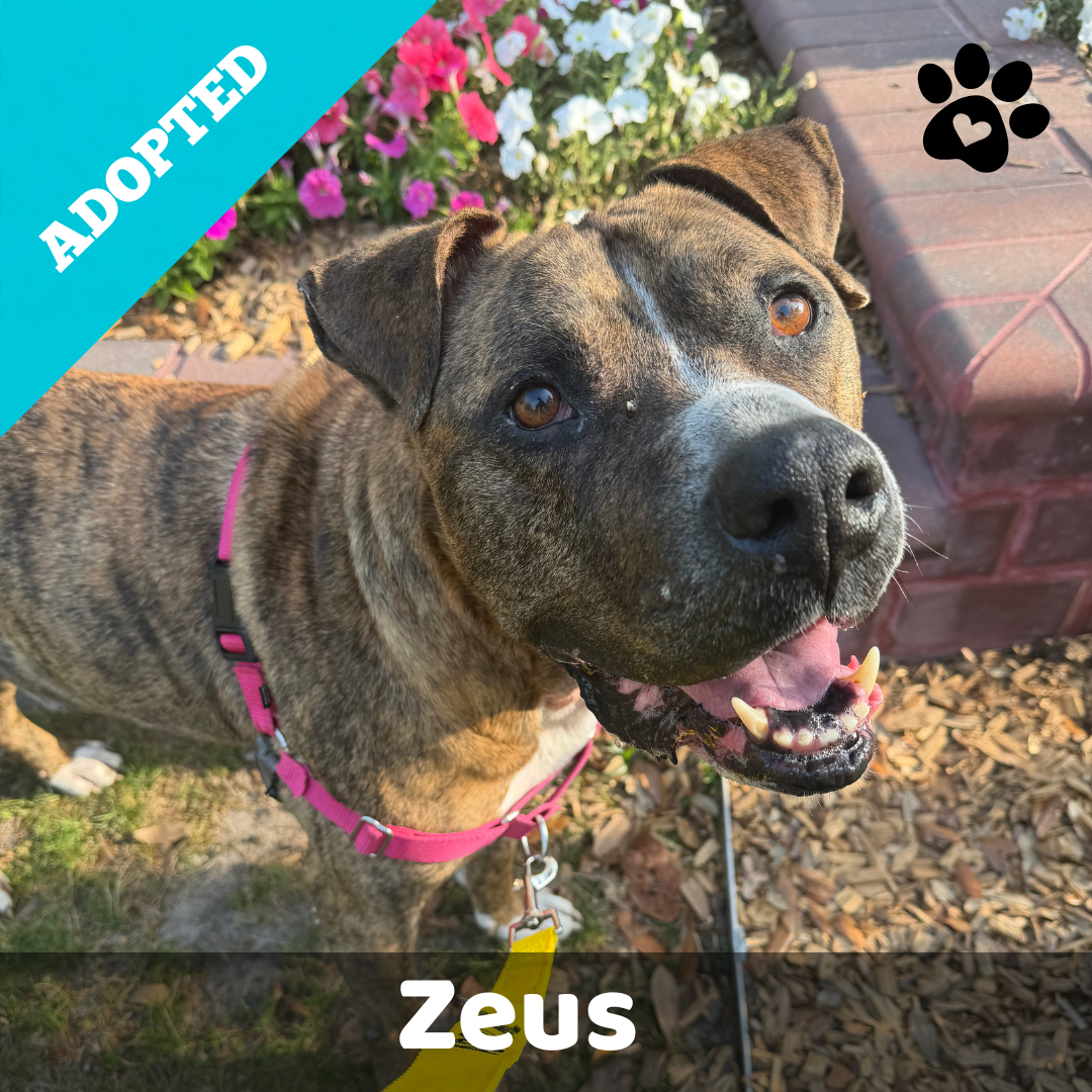 MYM Zeus for website.png