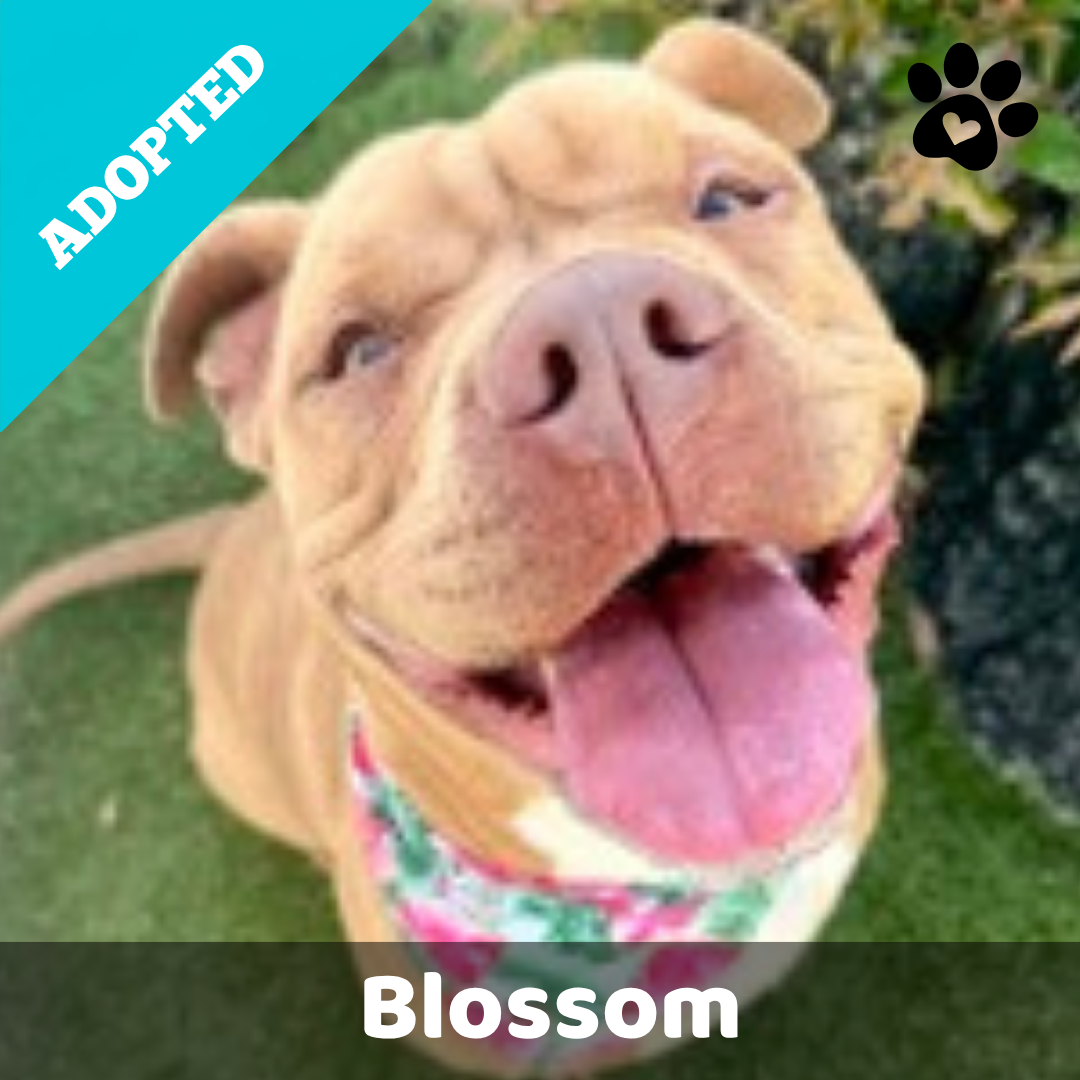 Blossom Website.png