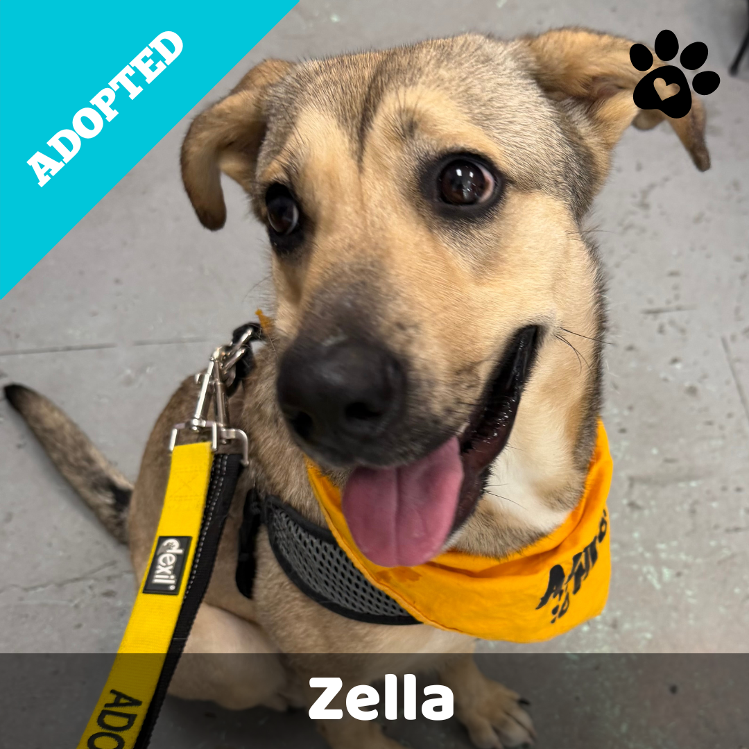 Zella Website.png
