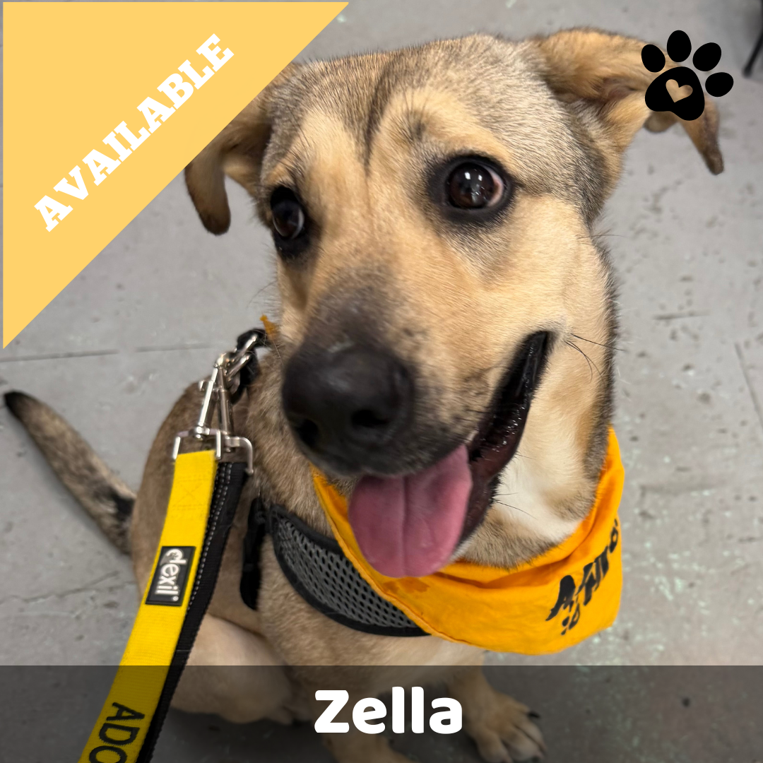 MYM Zella Available.png