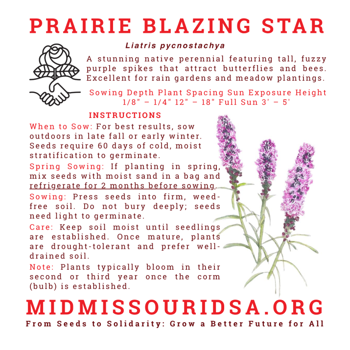 Care and planting instructions for a prairie blazing star flower