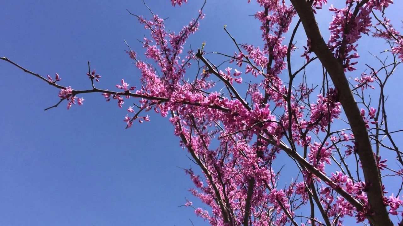 A song on Earth Day