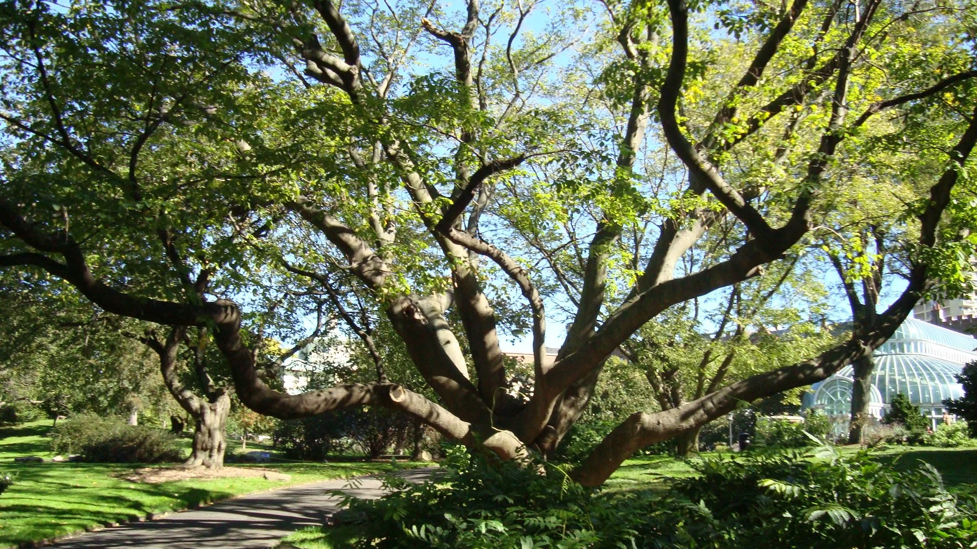 Love song to a tree