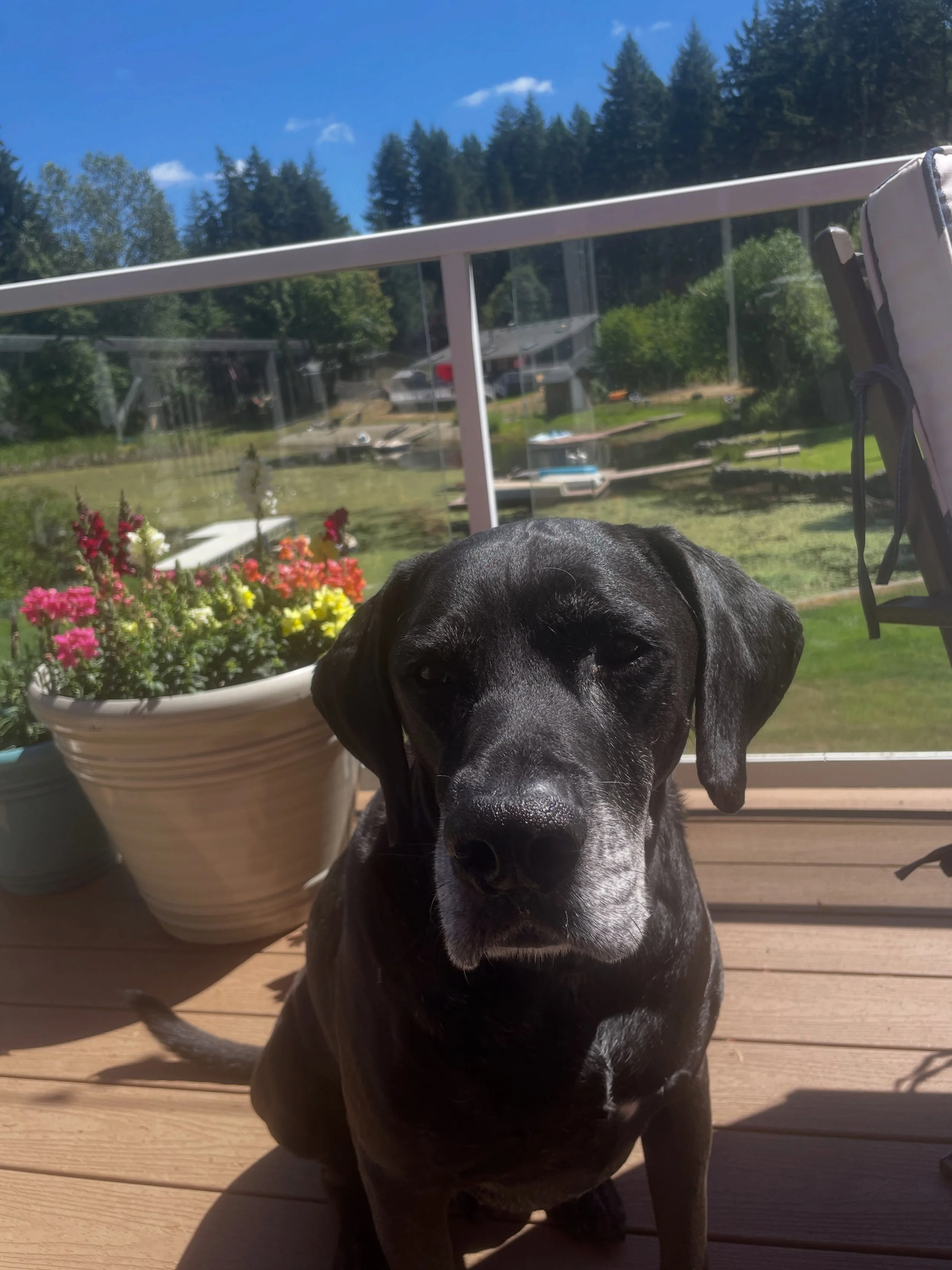It&rsquo;s time to play &ldquo;What is Diego thinking?&rdquo; 
Is he:
A. Reflecting on my newest blogpost, hot off the presses on my website? 
B.Wondering if I&rsquo;m going to share my turkey bacon, he&rsquo;s been such a good boy and deserves it.
C
