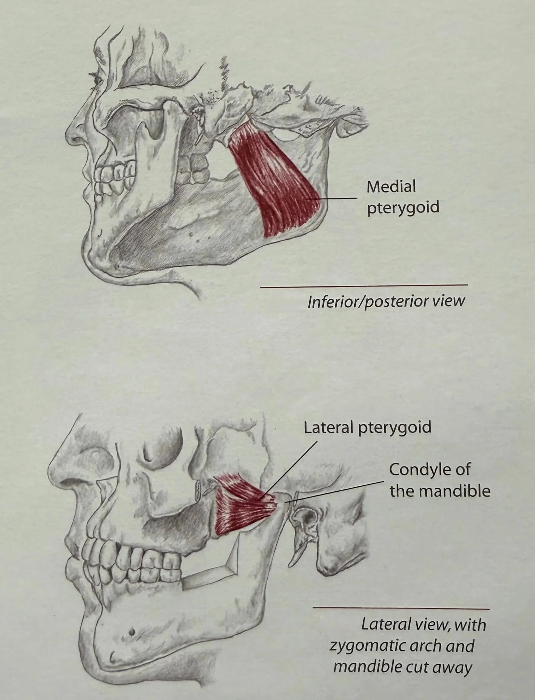 Diagram explaining how TMJD massage can help.