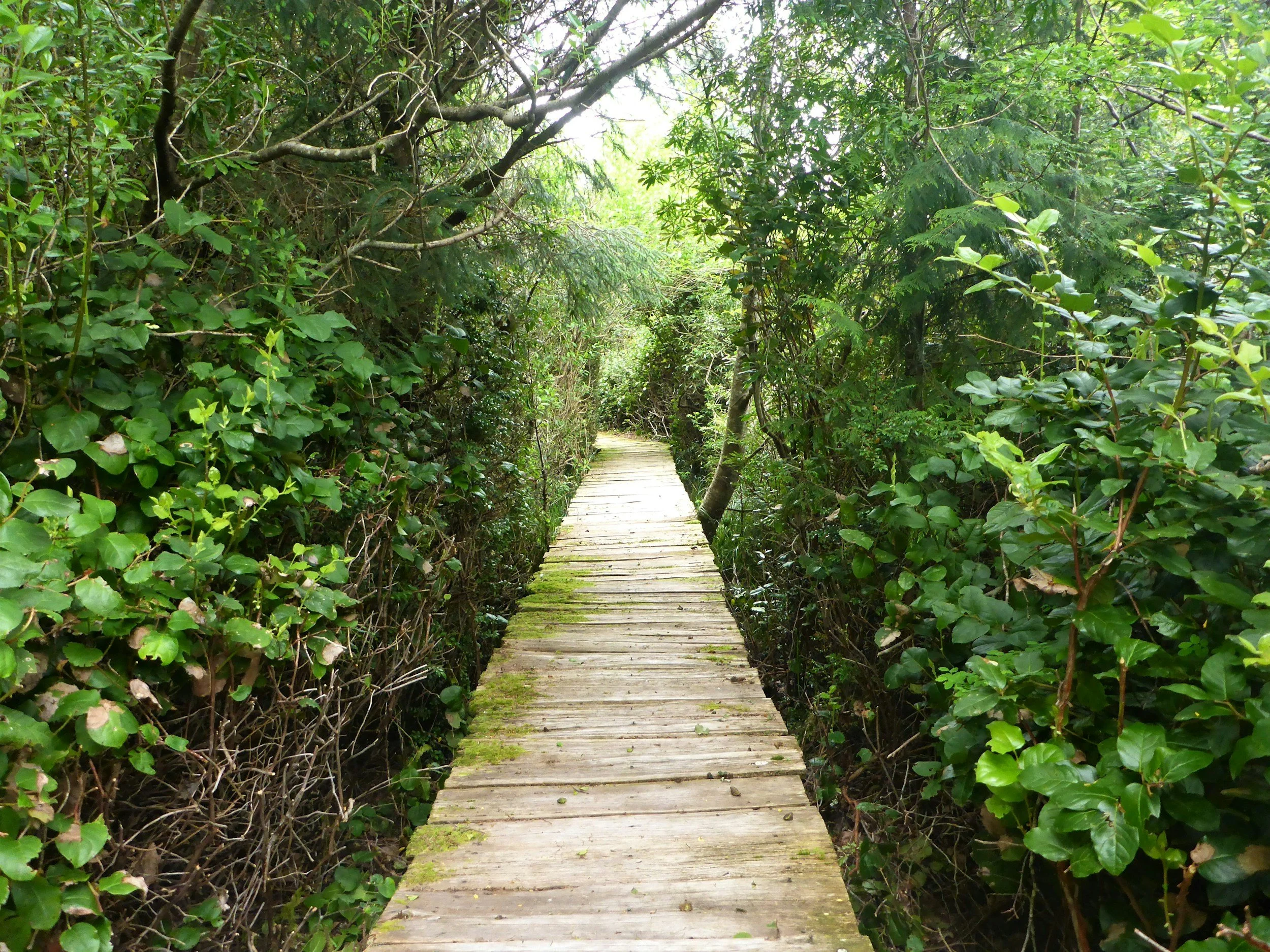 A wooden pathway surrounded by dense green foliage in a forest or jungle.