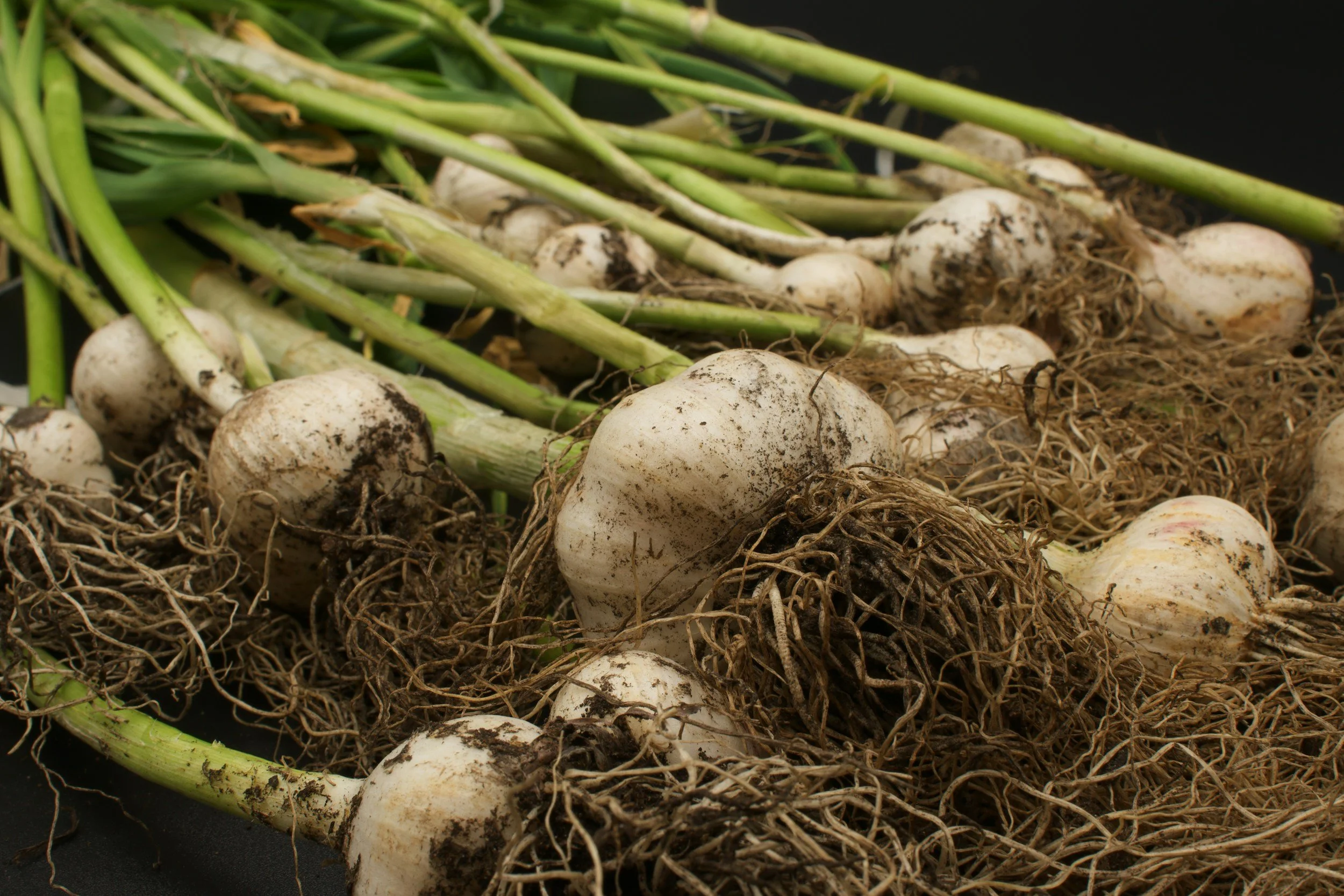 Fresh picked garlic
