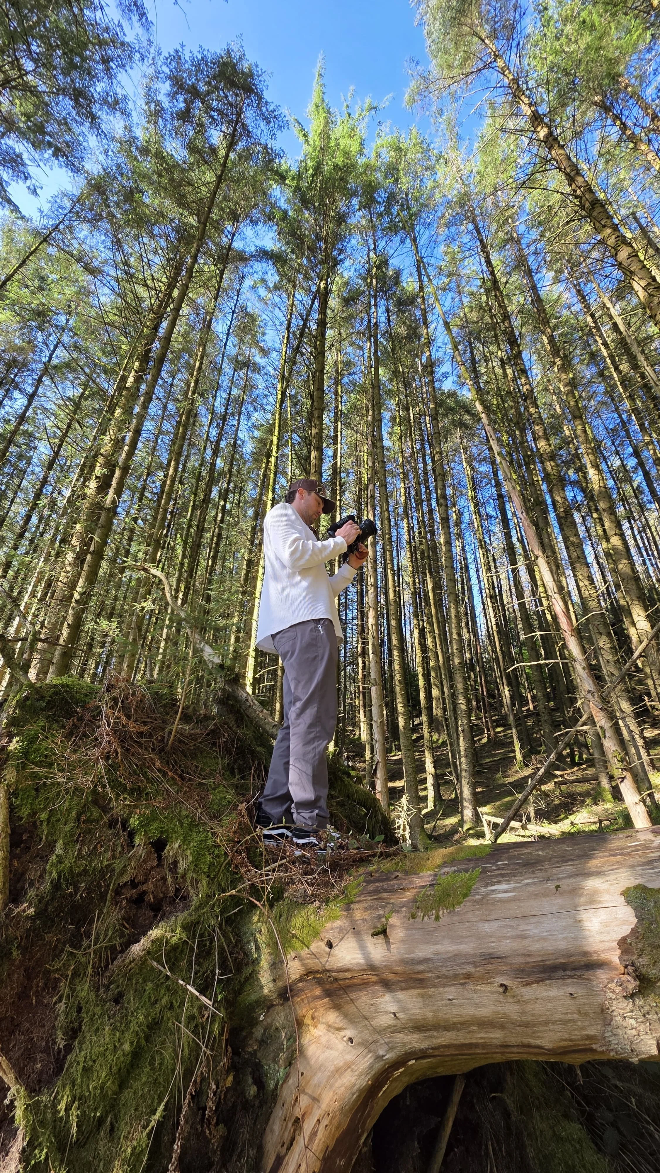 A person standing on a moss-covered tree root in a dense forest, holding a camera and taking photos of the tall trees and blue sky above.