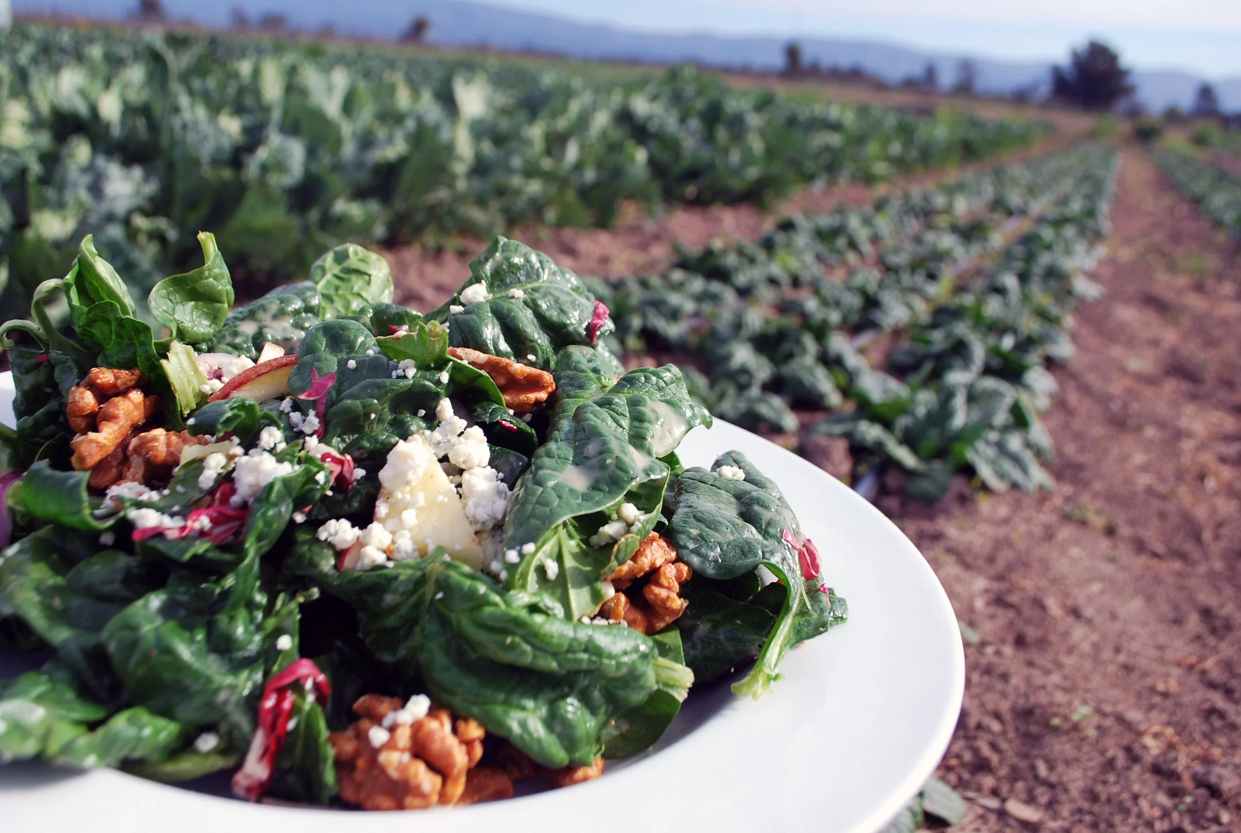 Close-up of a plate of fresh spinach salad with goat cheese, nuts, and sliced apples, set against a backdrop of garden rows of spinach under a blue sky.