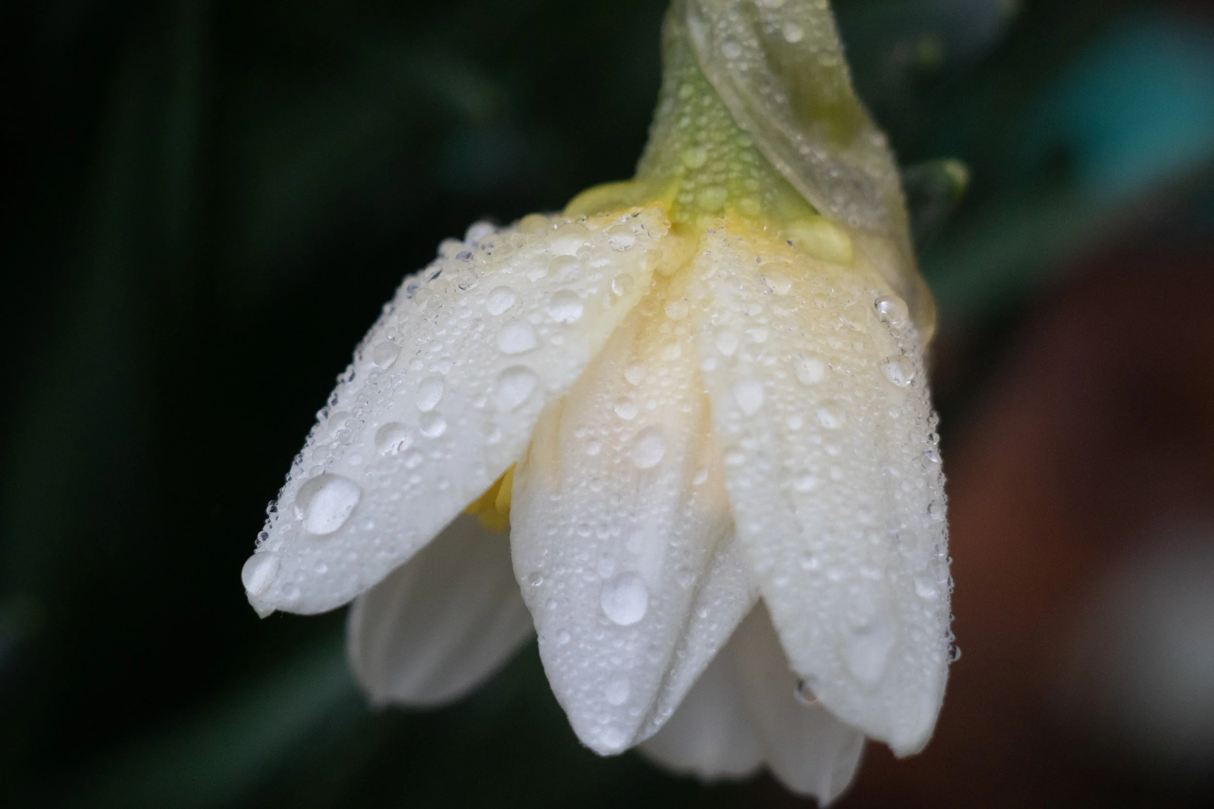 Rainyday4.jpg