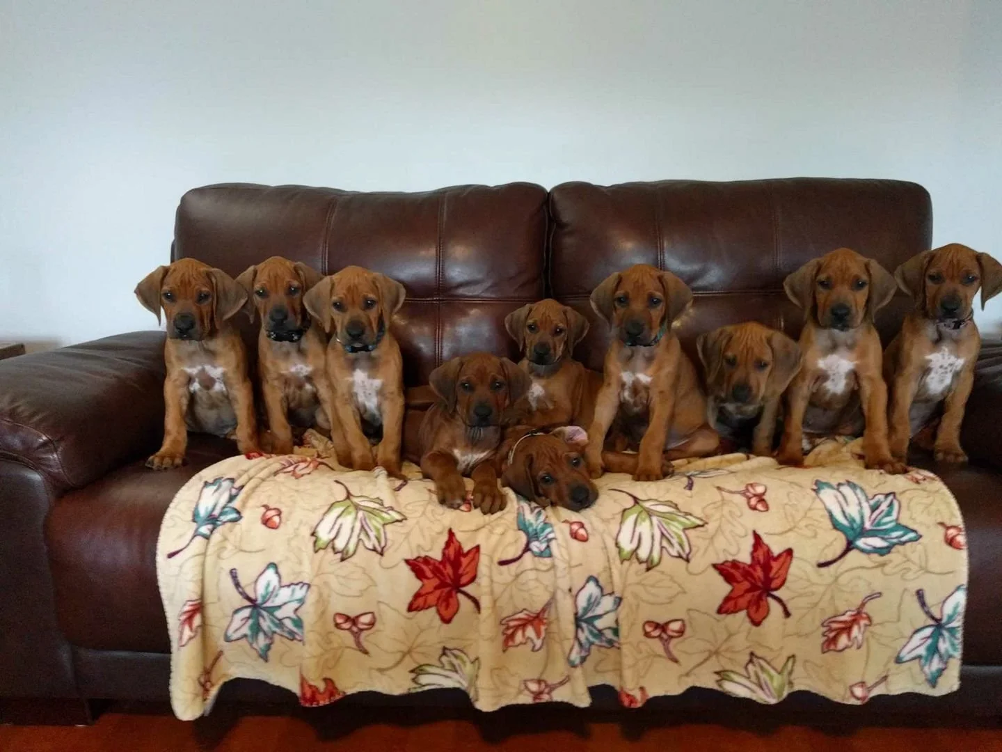 Hercules x Ayla 2017