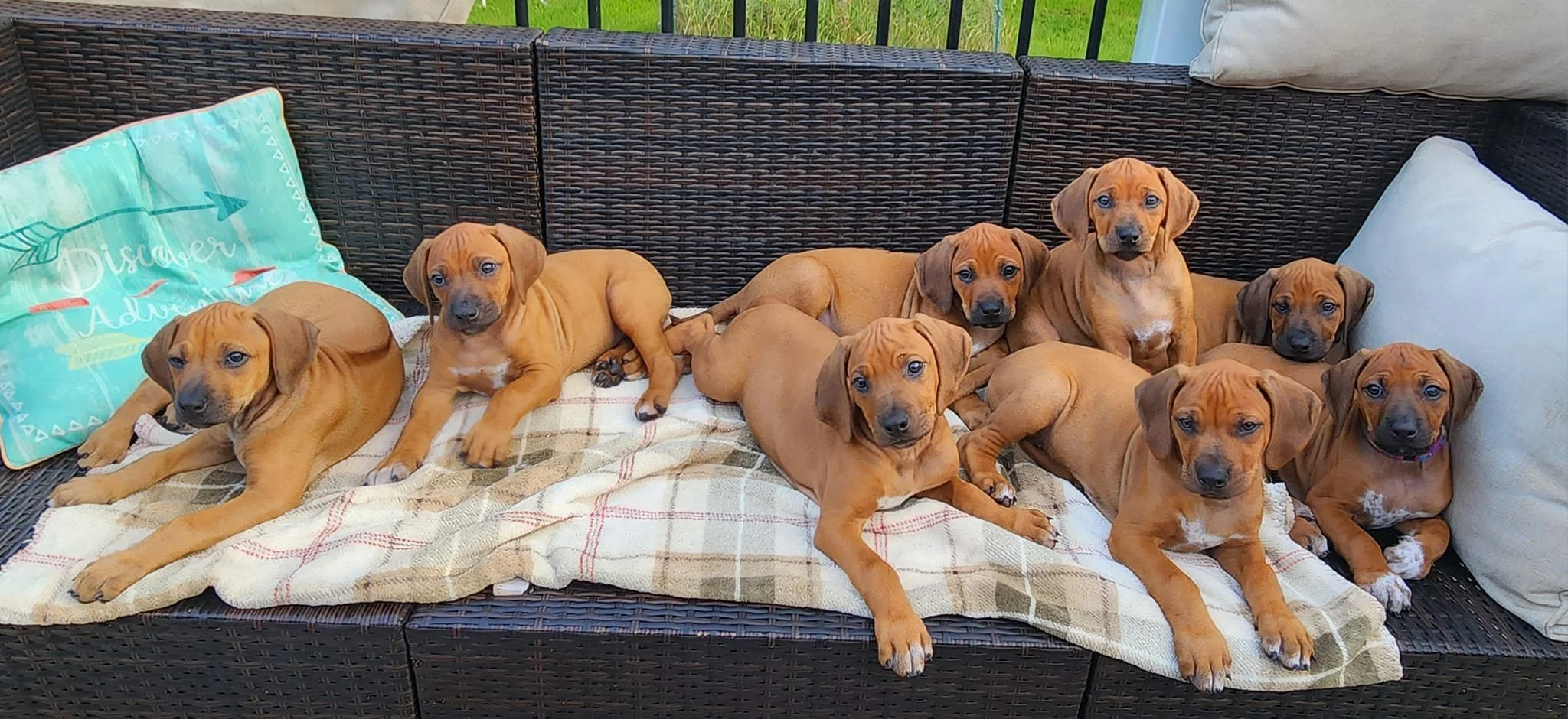 Vinnie X Cinder 2024