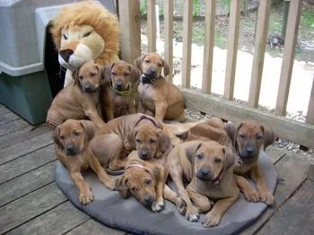 Captain X Foosa 2008