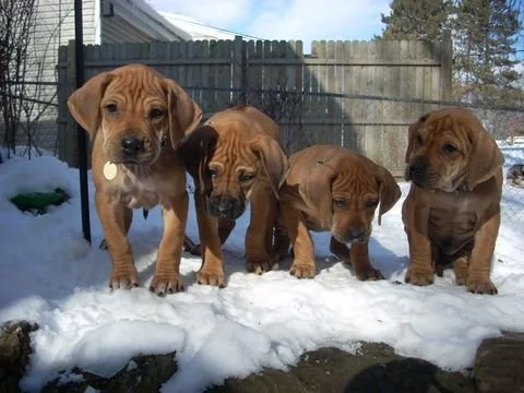 Aladdin X Foosa 2008