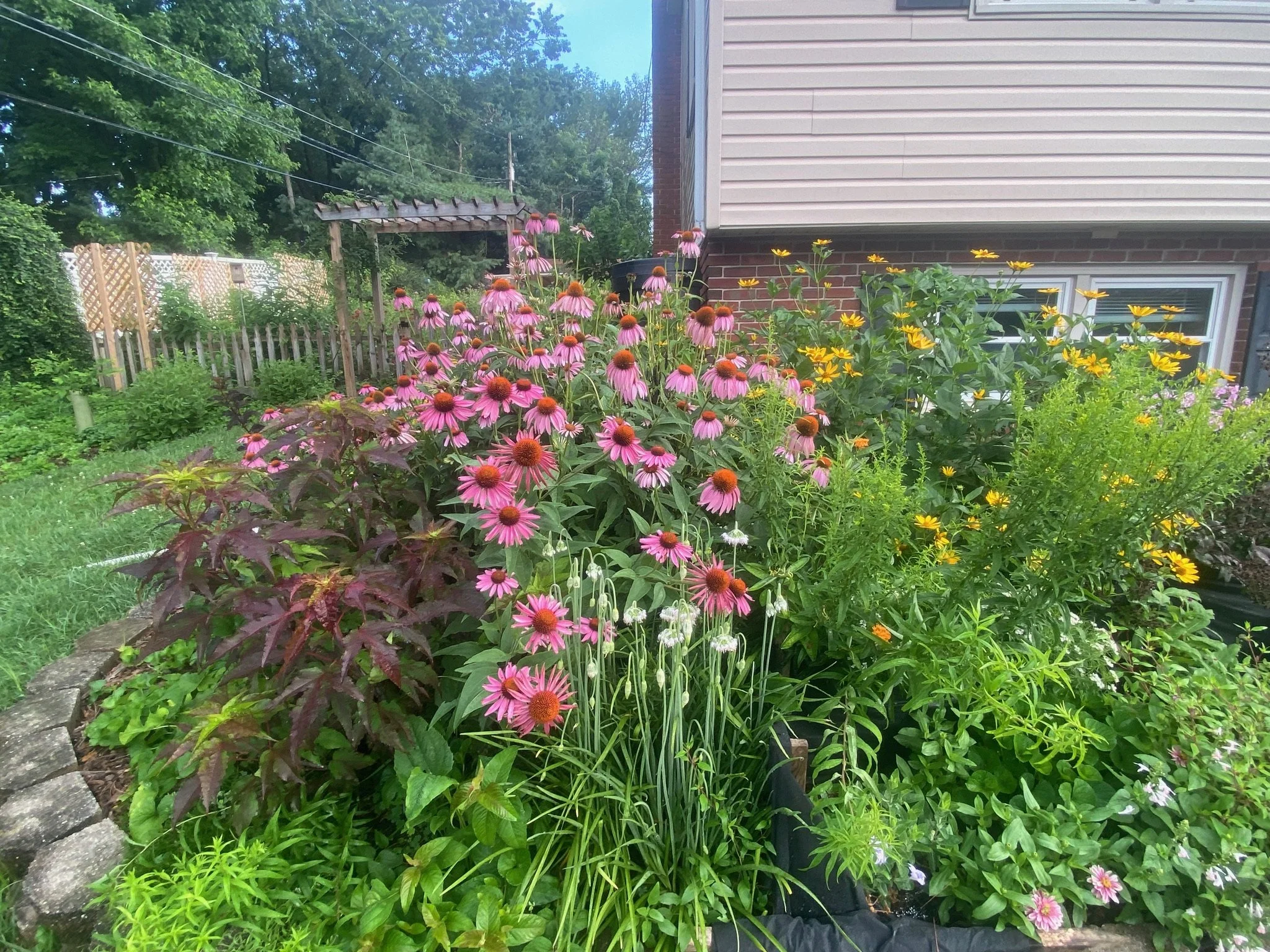 A native garden in full bloom that includes coneflowers, heliopsis, and nodding onion