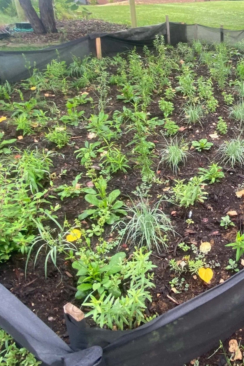 A native garden freshly planted with a variety of native plant plugs