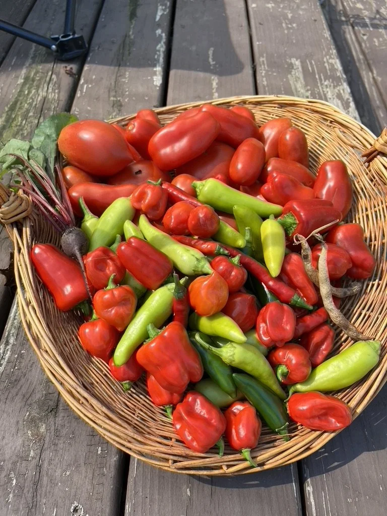 A basket of habaneros, banana peppers, jalapenos, and a few tomatoes