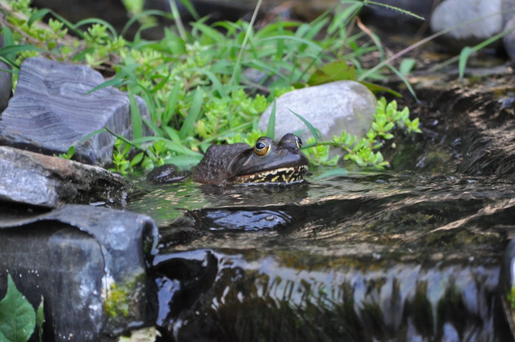 A green frog sitting in a stream with rocks and plants behind it