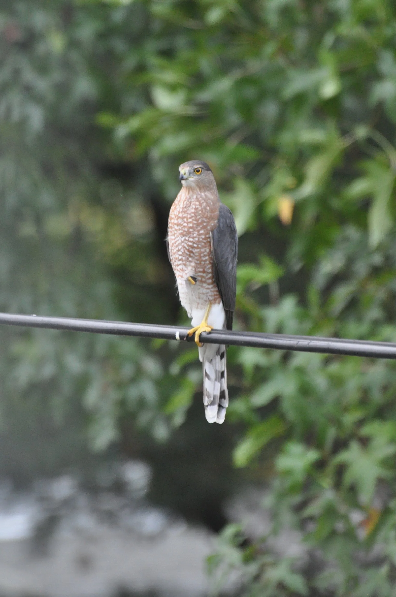 A Cooper's Hawk sitting on a cable line with one foot tucked against its body