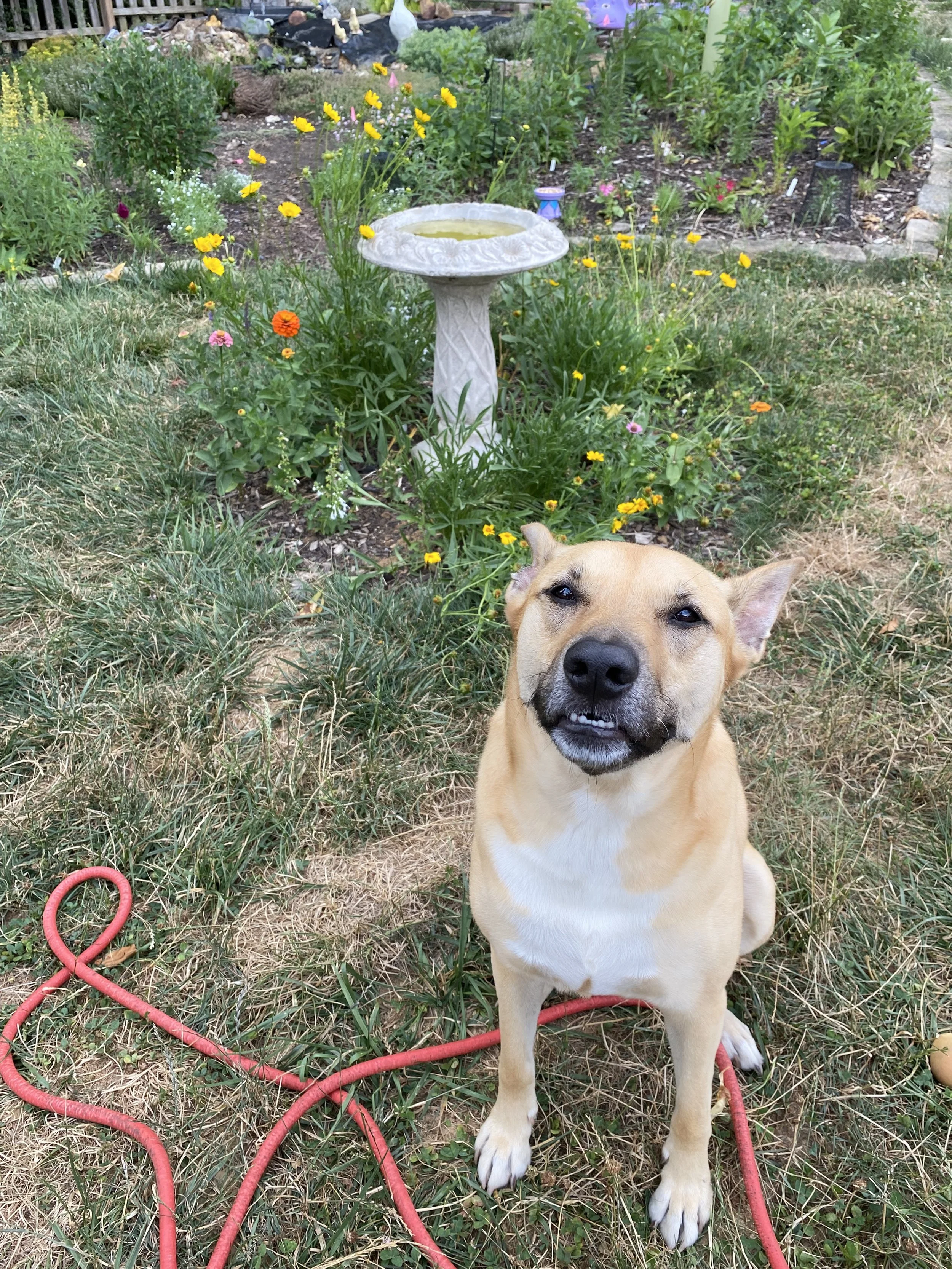 Dog (Bailey) sits and smiles in her backyard with flowers and a bird bath behind her