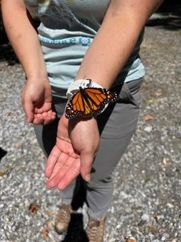 Close up of a woman (Christina) standing with a monarch butterfly on her wrist
