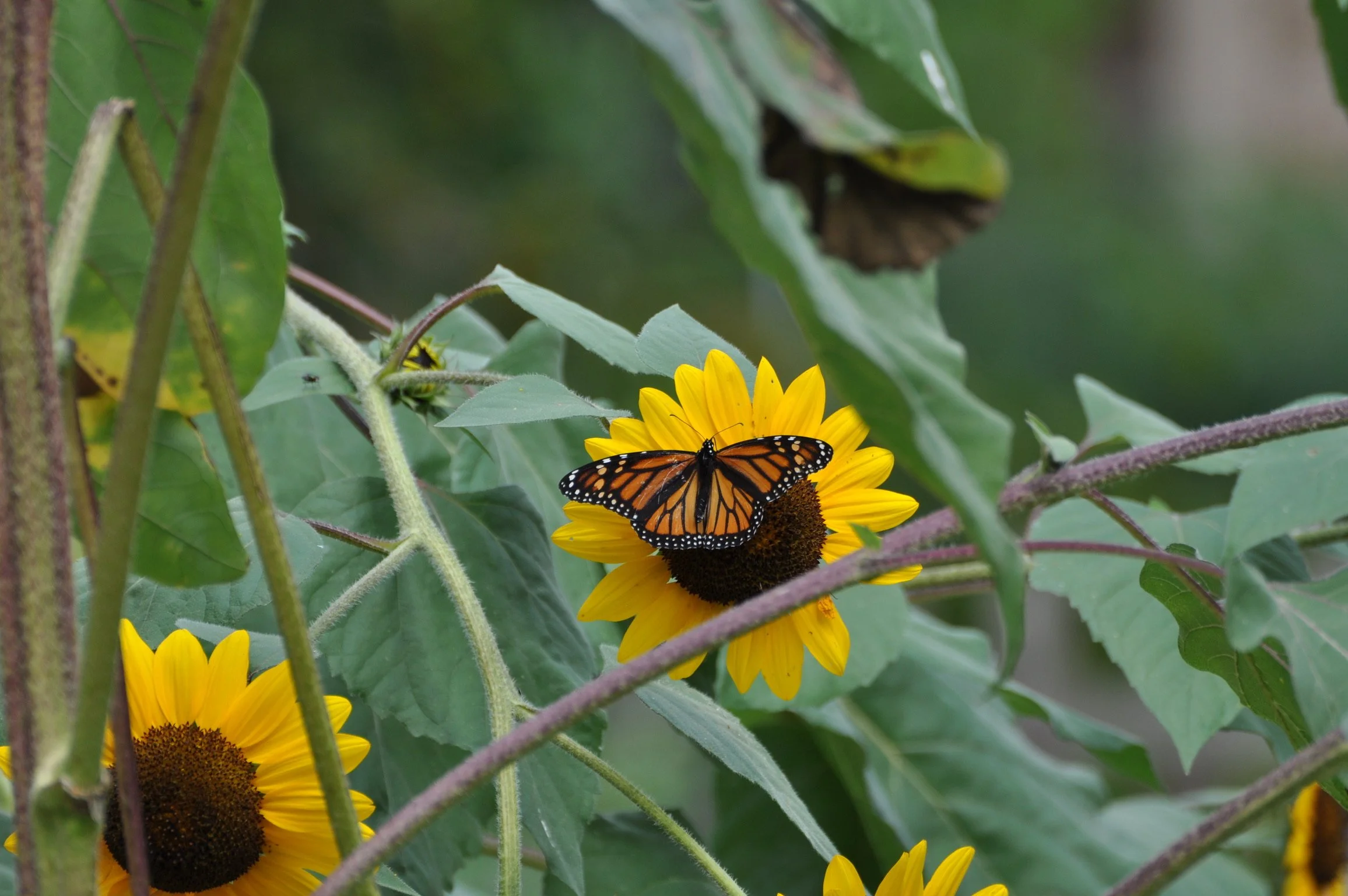 A monarch butterfly with its wings spread sitting on a sunflower