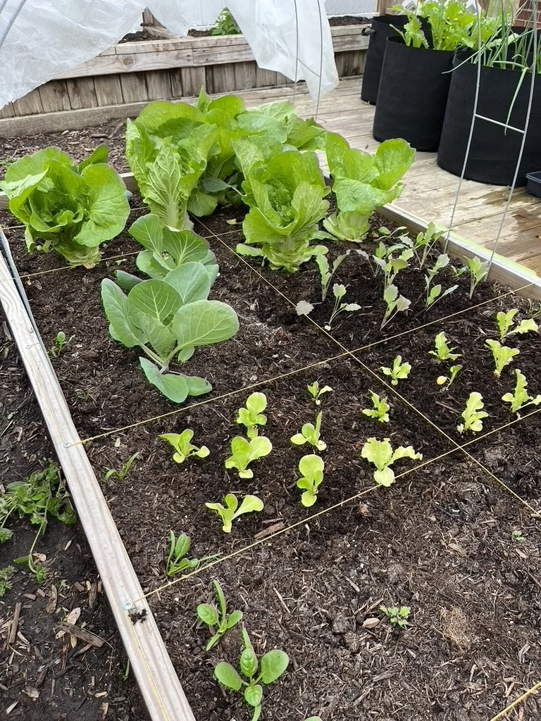 A raised garden box organized in a grid pattern with cabbage, lettuce, kale and spinach seedlings
