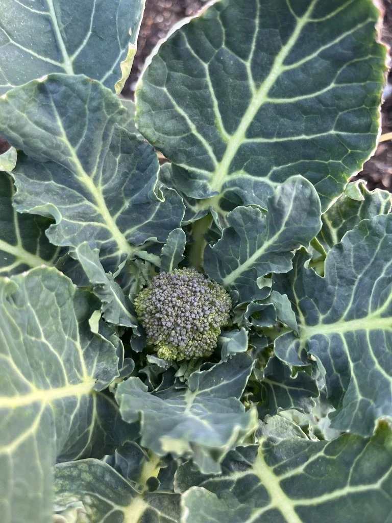 A small crown of broccoli still on the plant