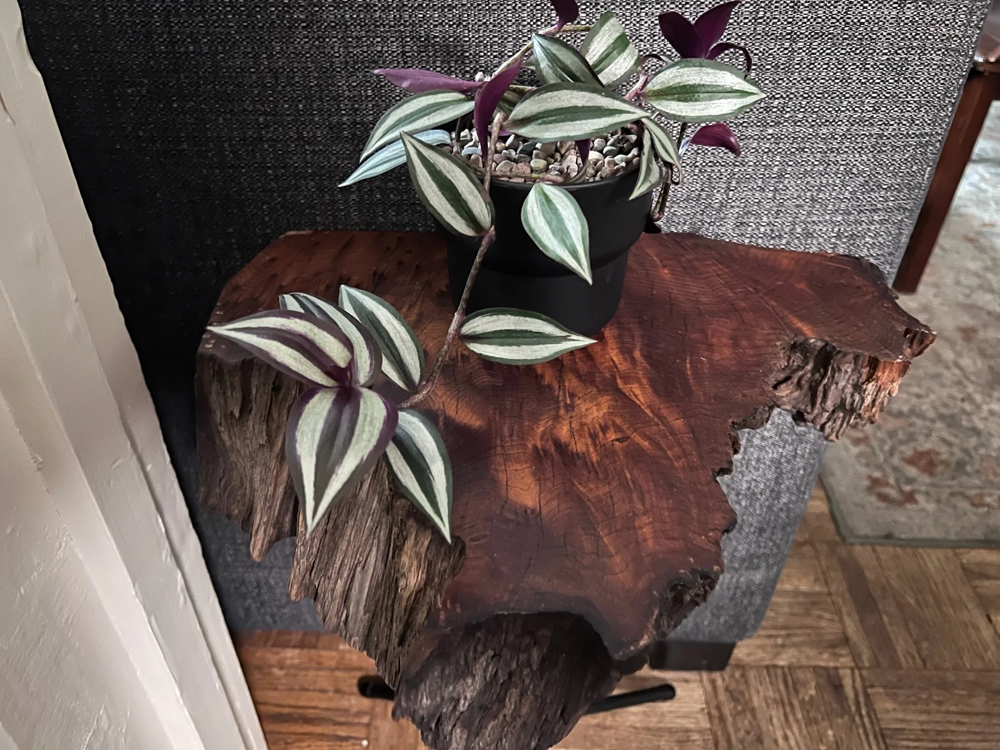 A potted plant with variegated green and white leaves and purple stems placed on a large, irregularly shaped wooden table.