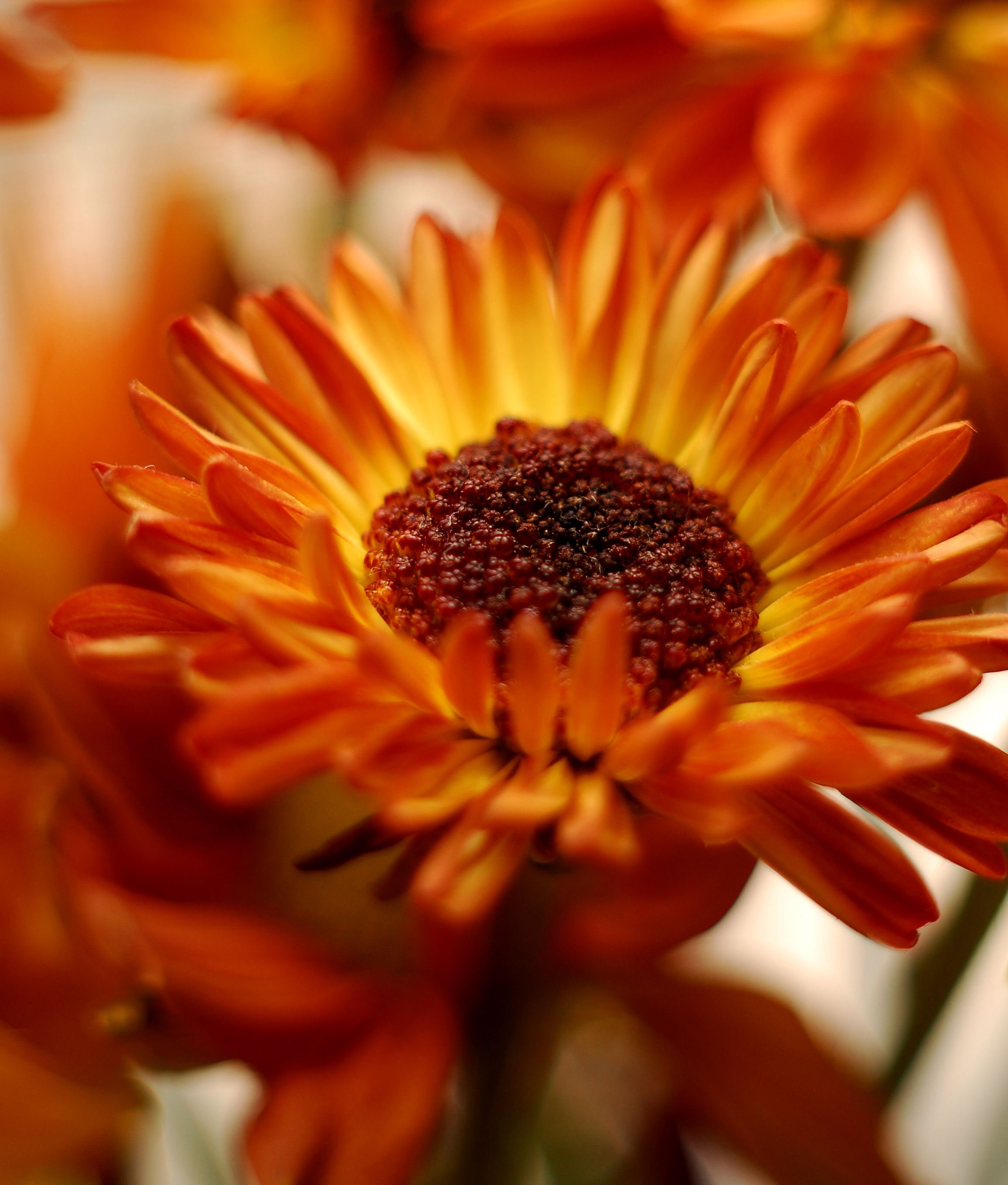 Close-up of an orange and yellow flower with a dark center.