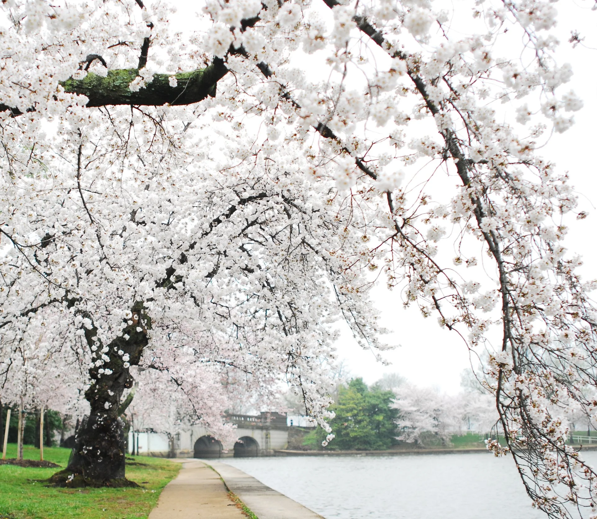 Cherry blossom trees along a waterfront sidewalk with a bridge in the background, under overcast sky.