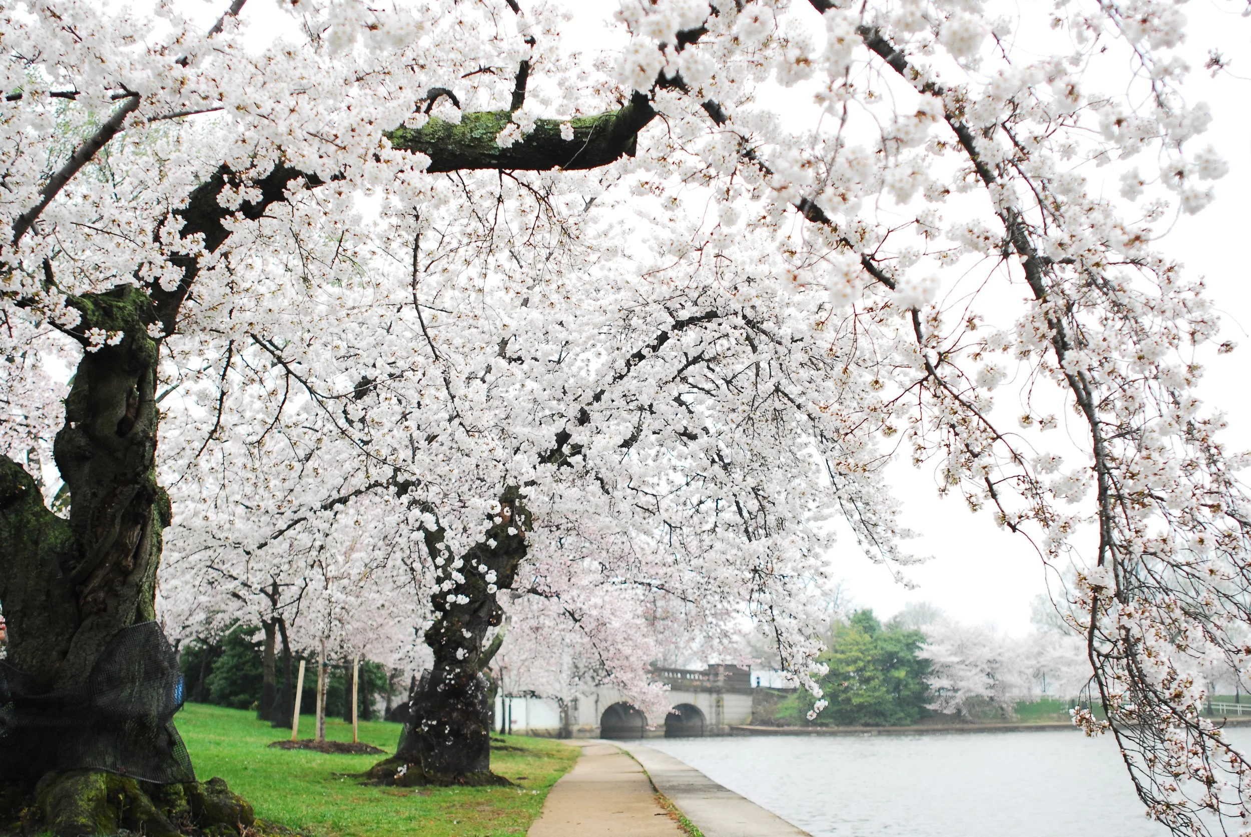 Cherry blossom trees lining a sidewalk by a river with a bridge in the background.