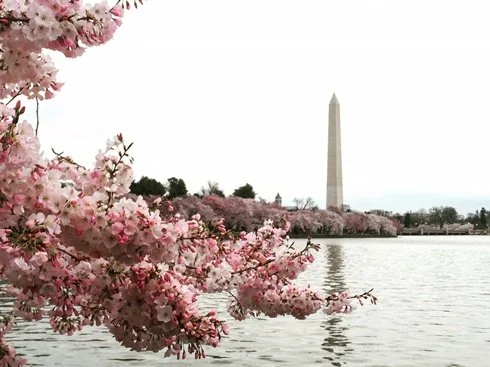 Pink cherry blossom trees by the water with the Washington Monument in the background.