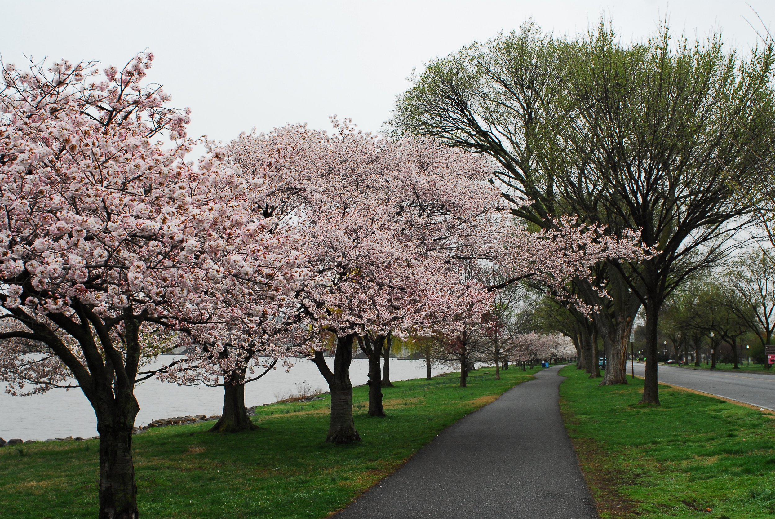 A paved walking path running parallel to a body of water, bordered by pink flowering trees and some green trees on a cloudy day.