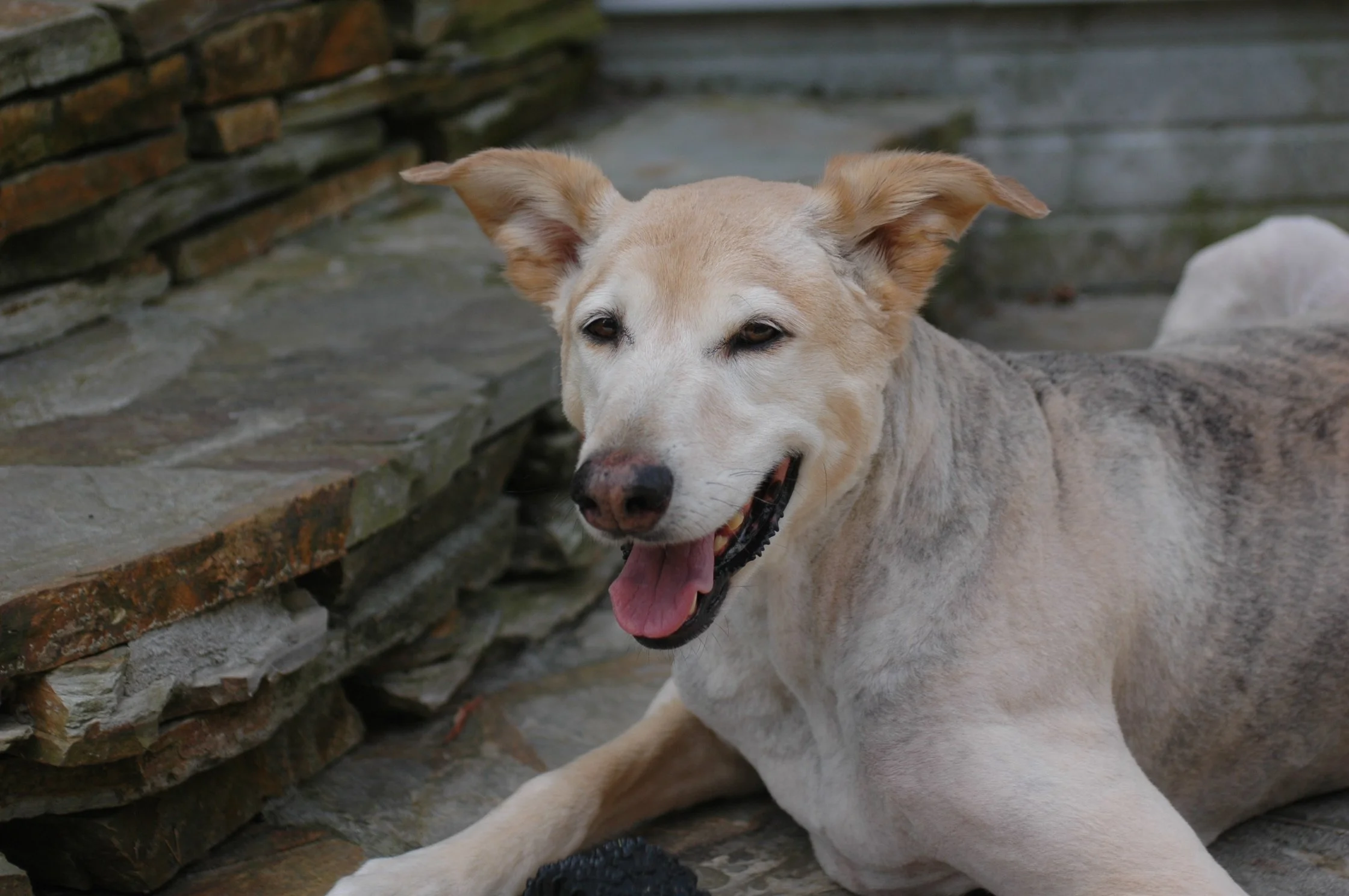 A happy, tan and white dog with floppy ears lying on the ground with its mouth open and tongue out next to a stone wall.