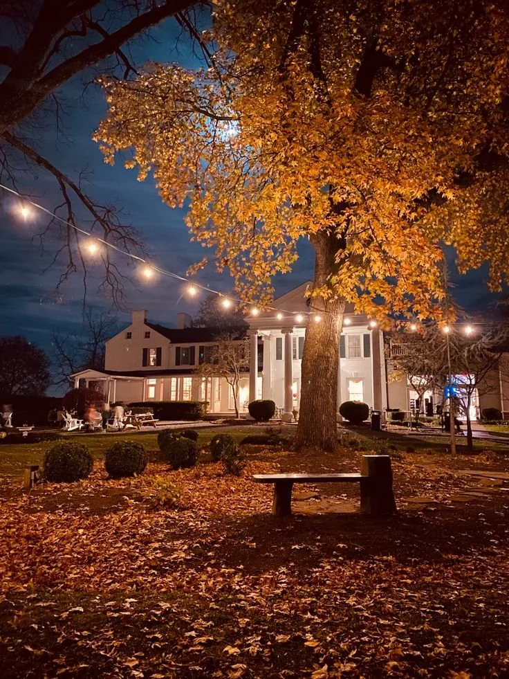 A large tree with yellow autumn leaves in a park or yard, illuminated by string lights at night, with a white house in the background, and fallen leaves on the ground.