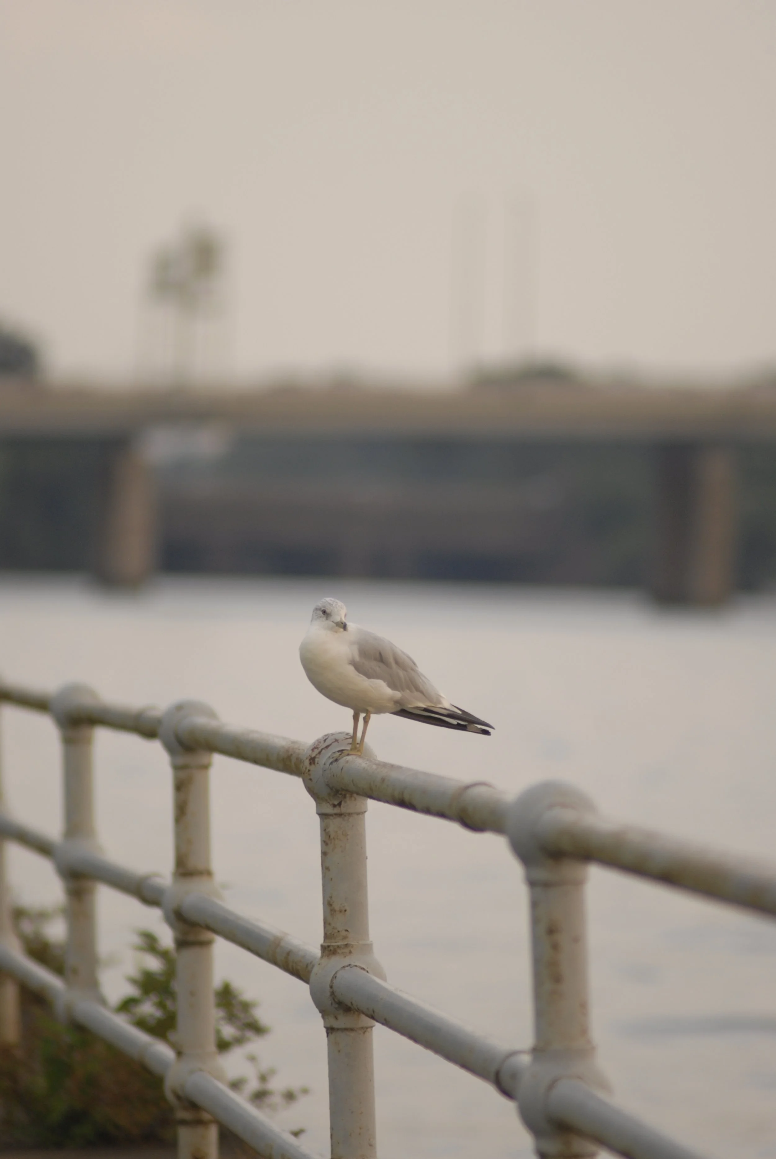 A seagull perched on a white railing near water, with a blurred background of trees and a cloudy sky.