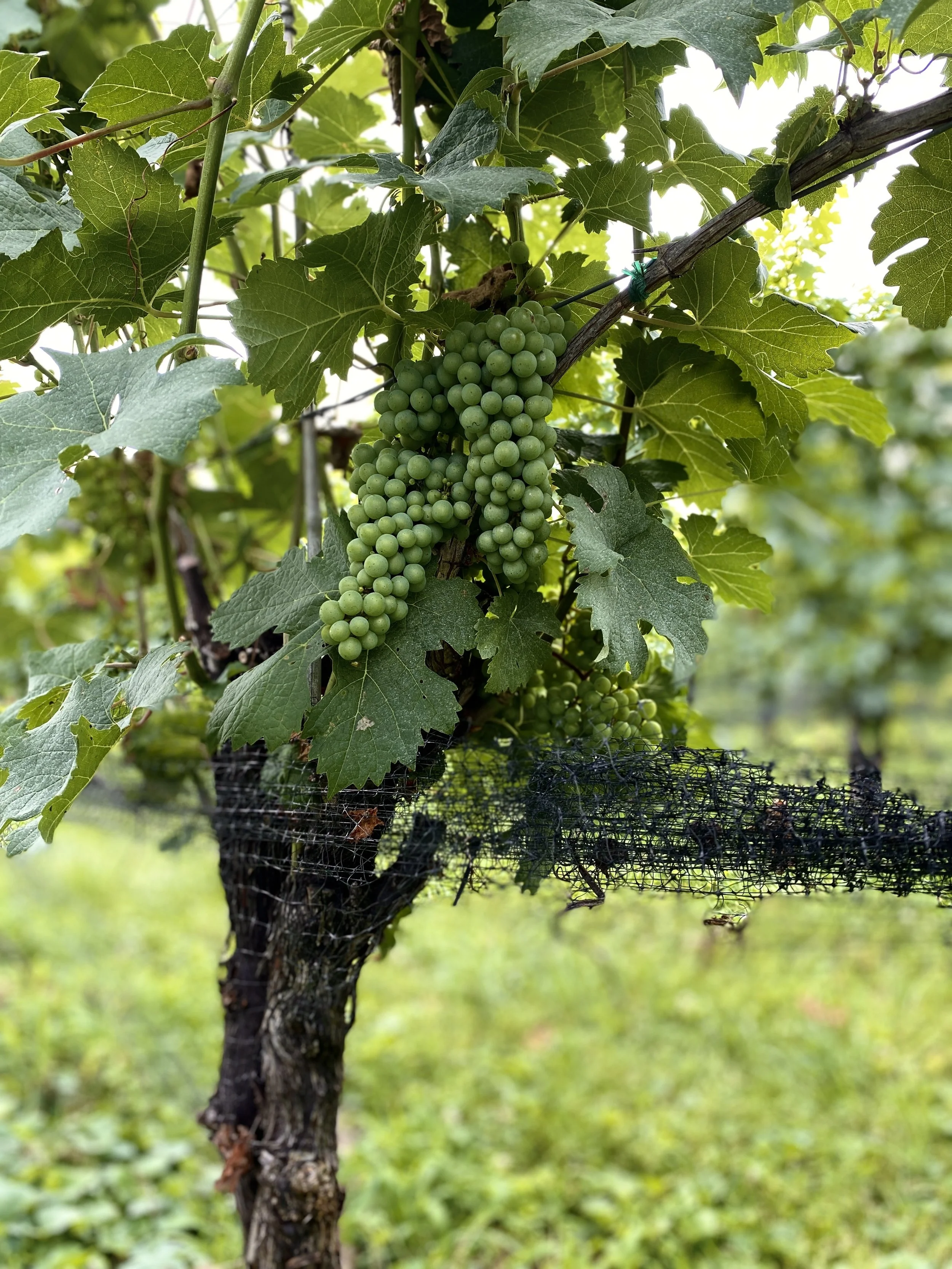 Grapes at Bleu Frog winery.jpg