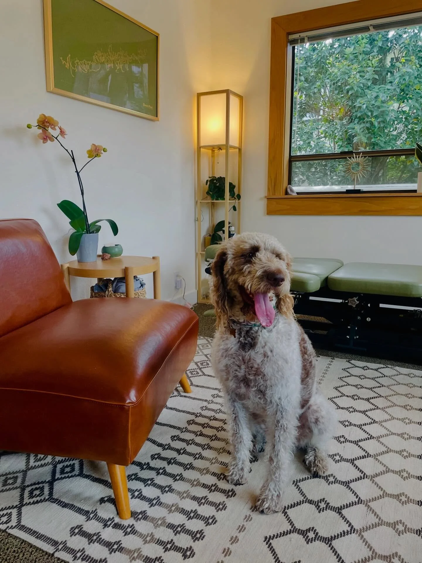 Guest appearance in the office this afternoon! 🌸❤️