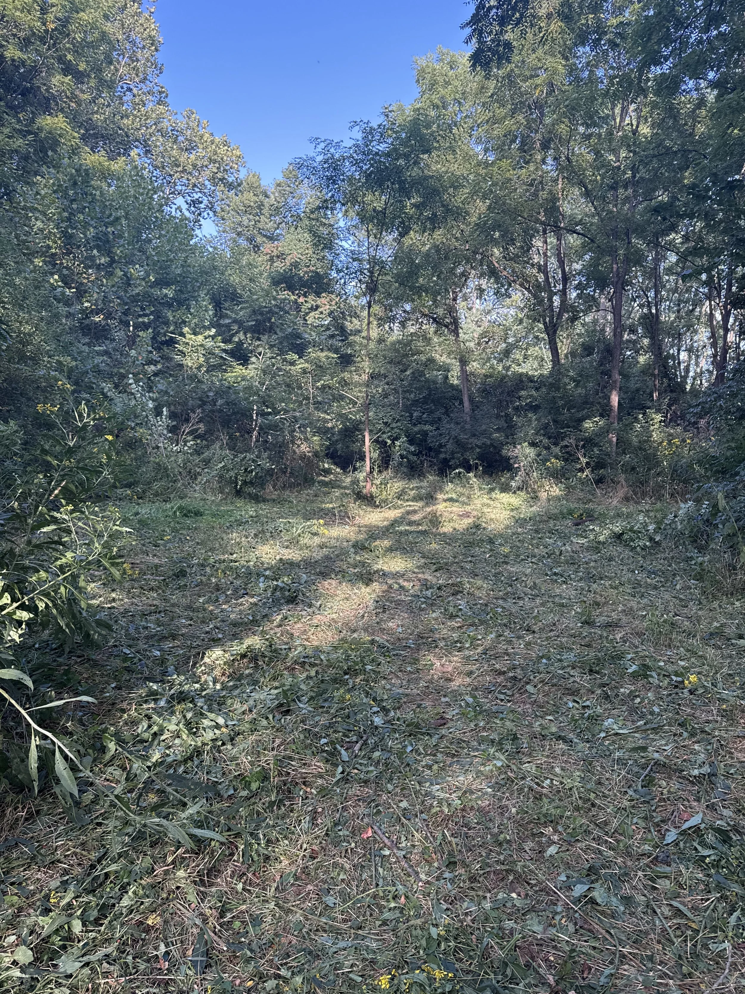Land clearing and brush removal in Richmond Indiana including invasive honeysuckle clearing by Maintenance Bros