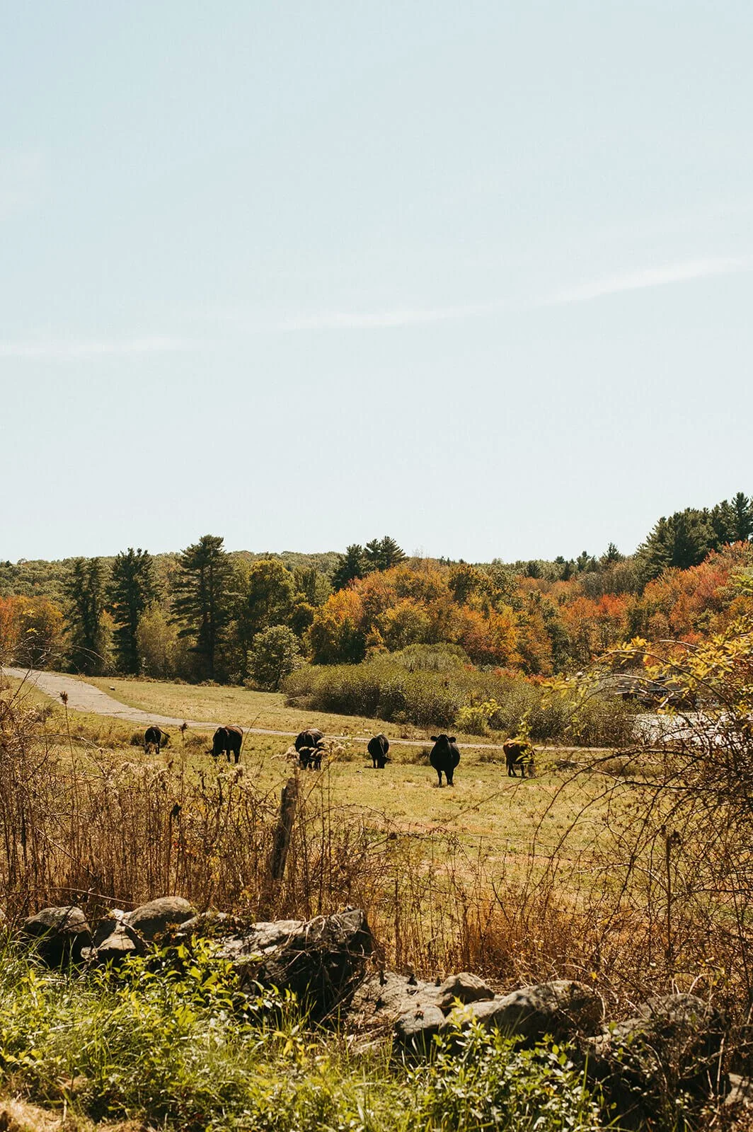 Cows grazing in a rolling meadow with vibrant fall foliage, New England farm wedding venue backdrop, Milkweed Floral Co