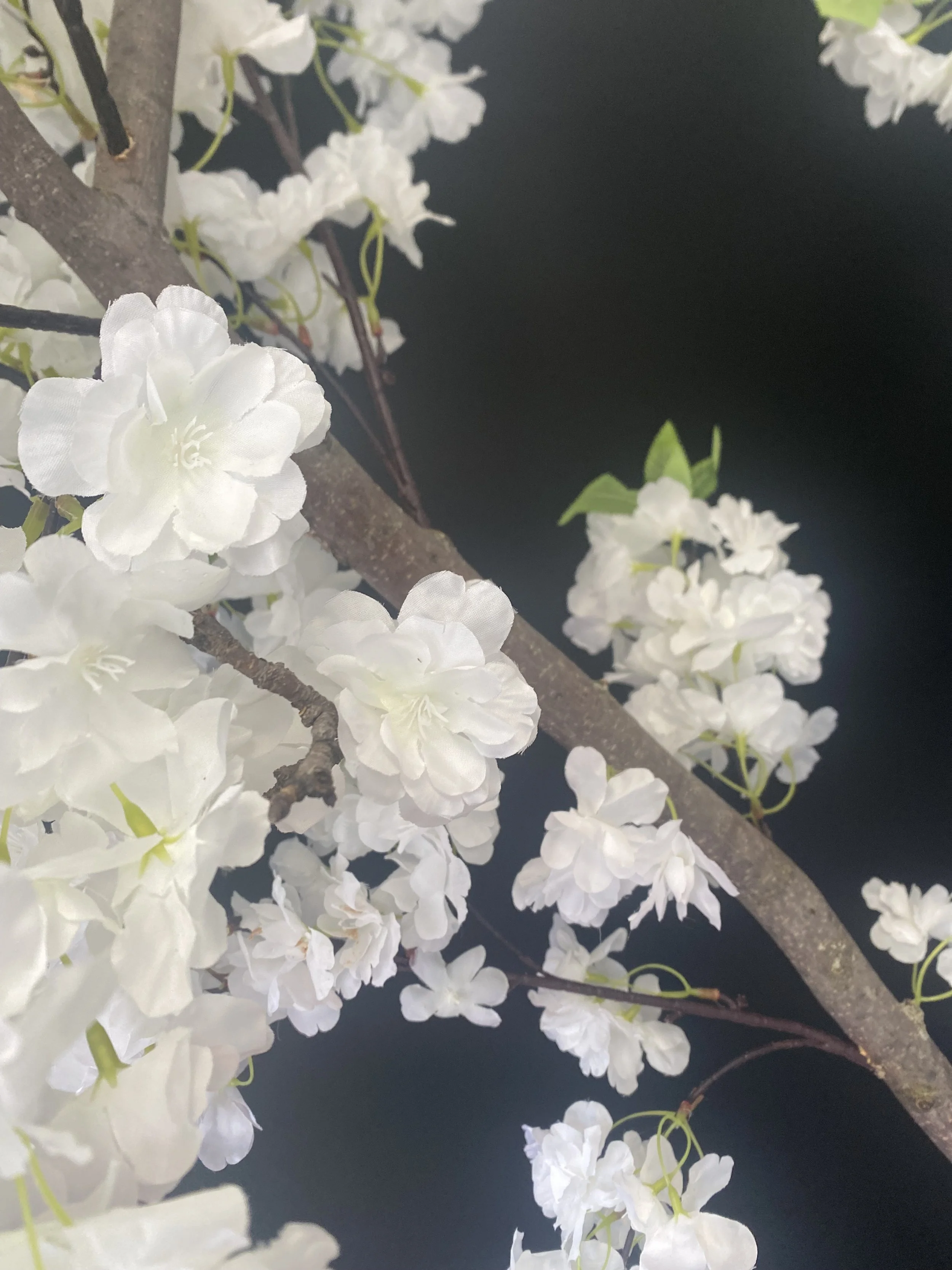 IMG_1611.jpeg