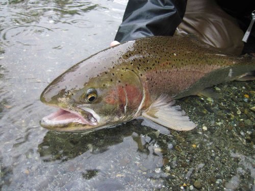 Hookup_steelheadpics_4.JPG