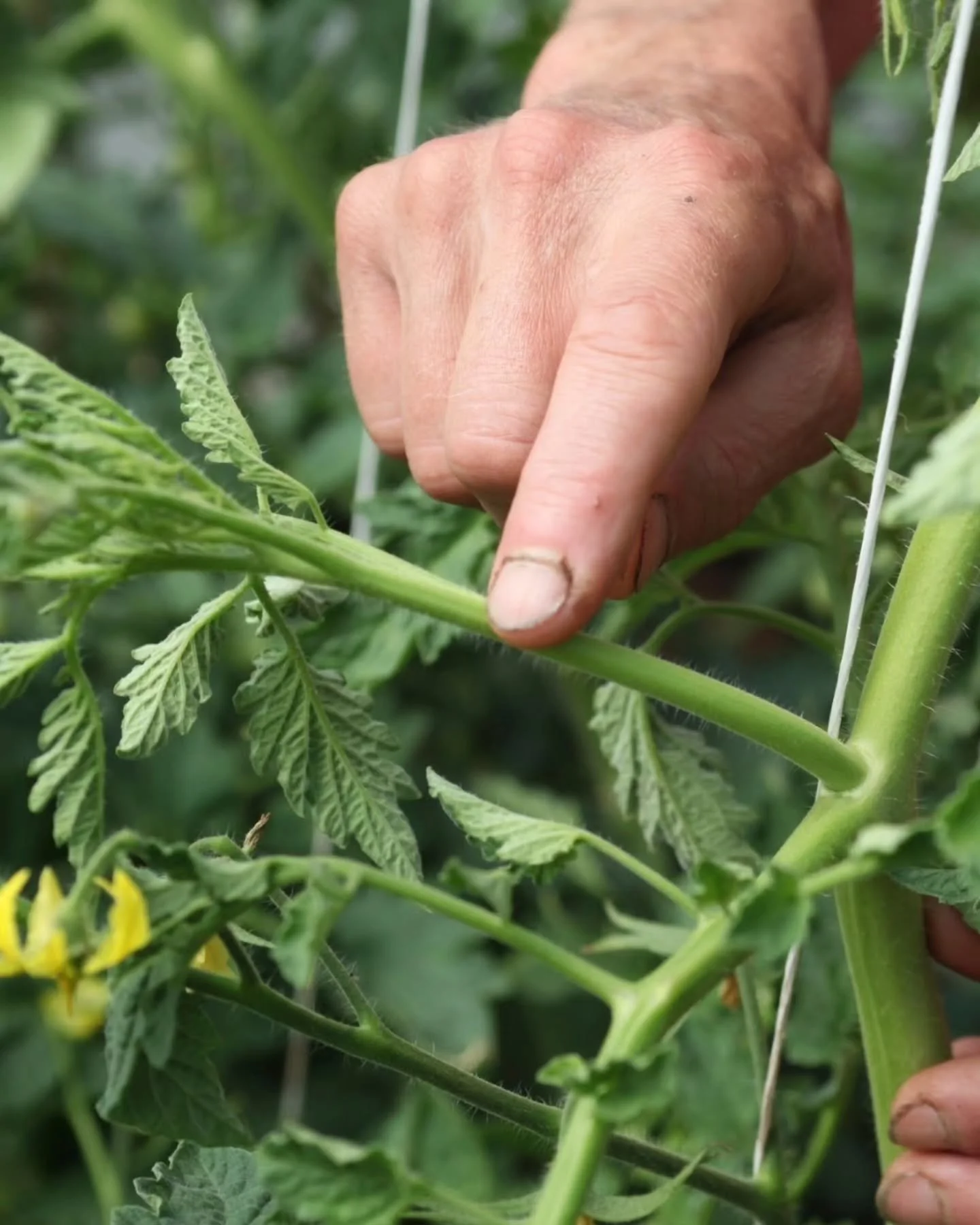 Hardworking hands a plenty here at Shift 

Come and meet the faces behind these muddy paws at one of our Open Days 🐾

Next Wednesday, 27th May, is our early evening introduction to both our Permaculture Design Course and our year-long foundational c