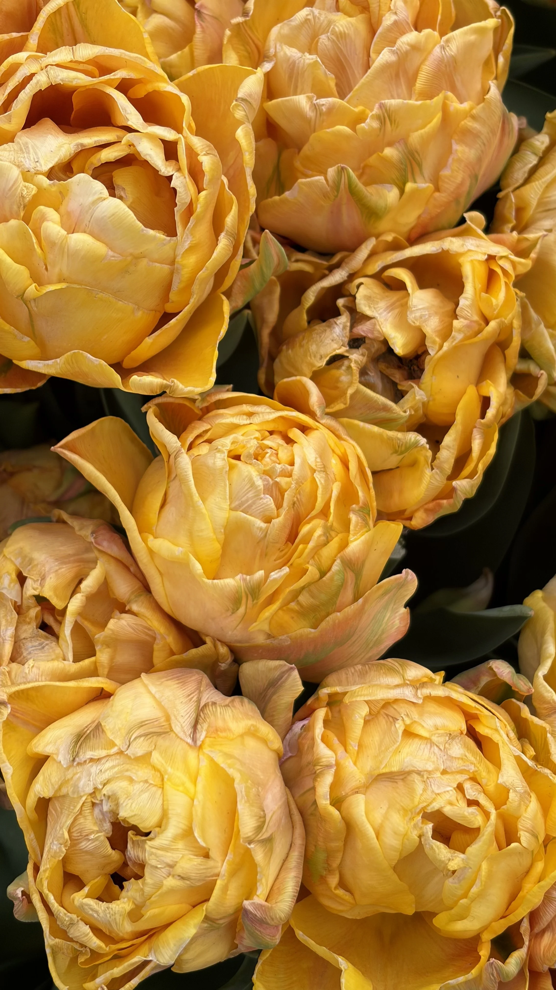 Close-up of yellow tulip flowers with ruffled petals, some showing hints of pink and green.