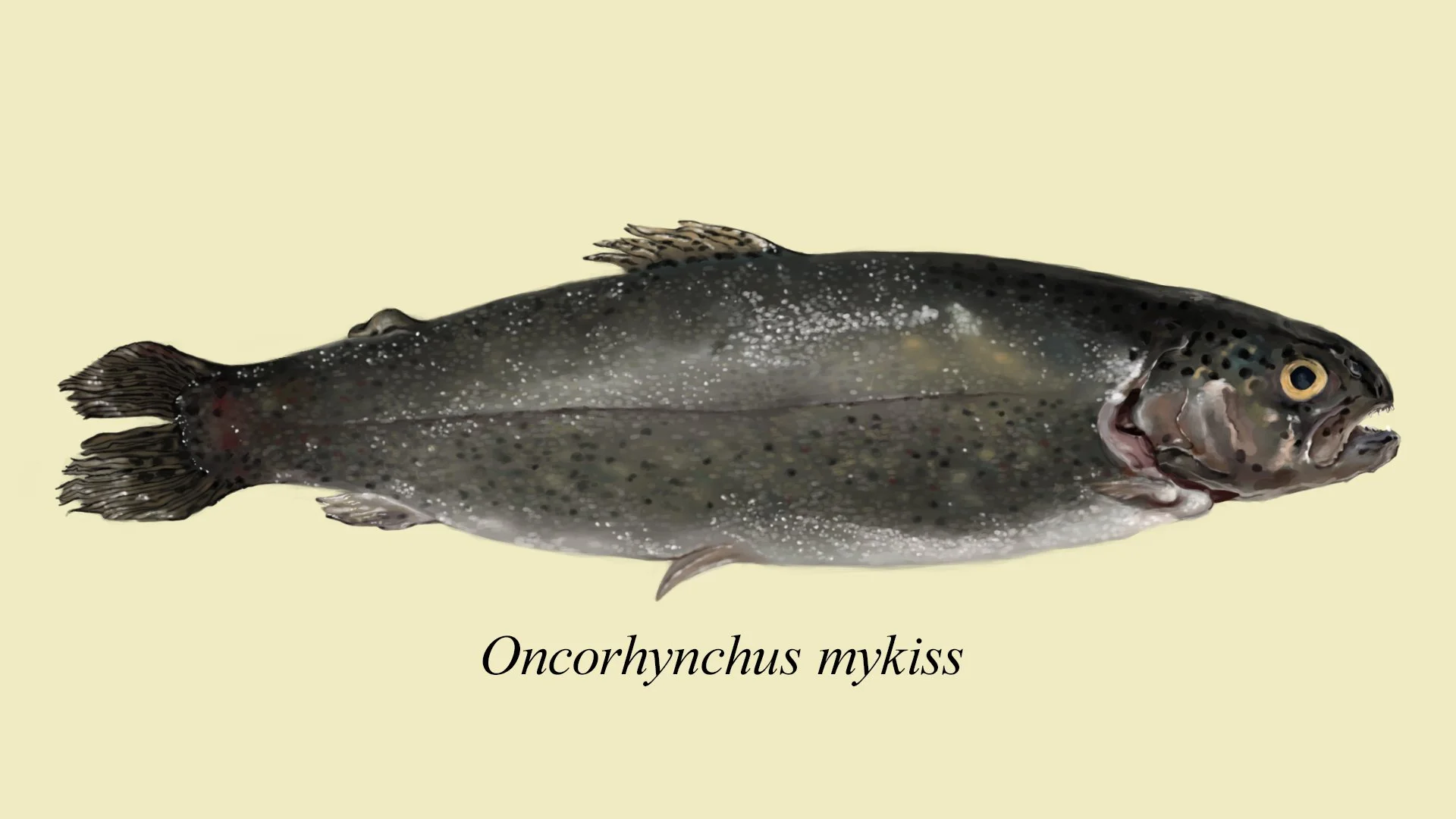 Rainbow Trout | Digital, 2025