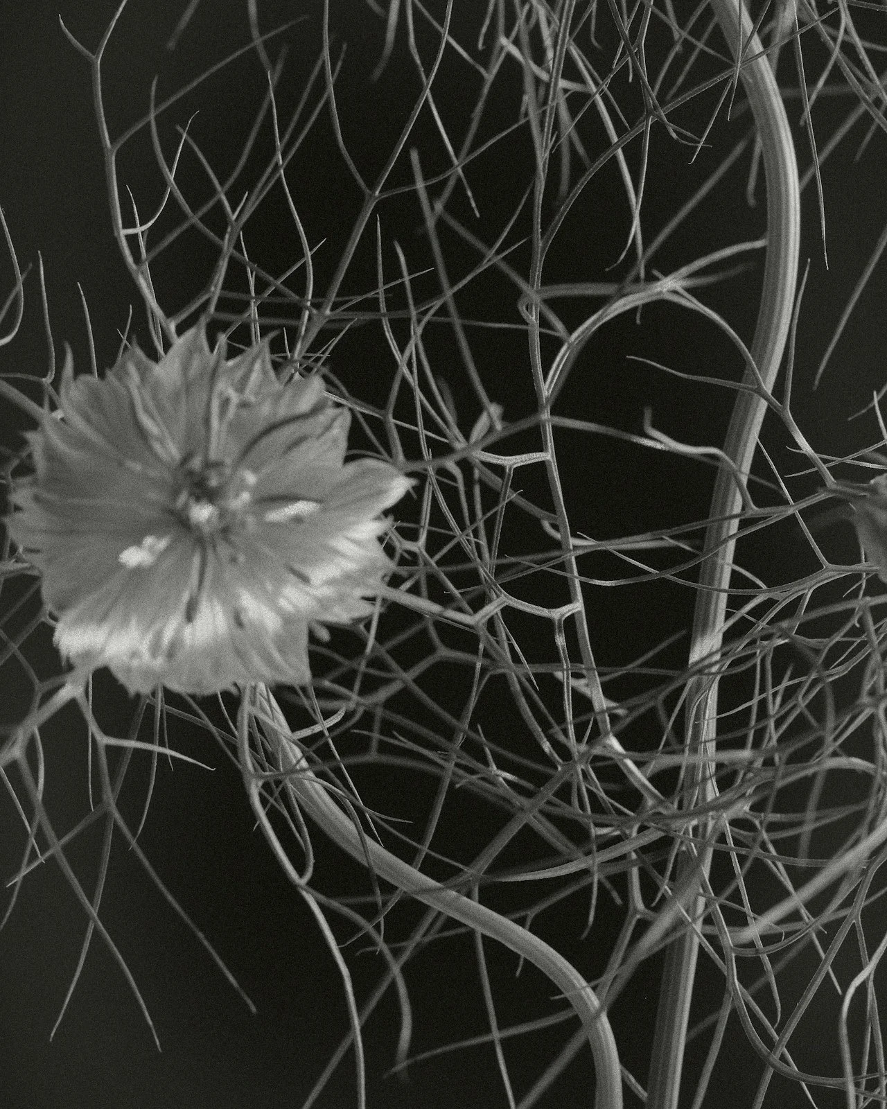 A black and white close-up photo of a flower with a network of thin, tangled, and twisted stems surrounding it.
