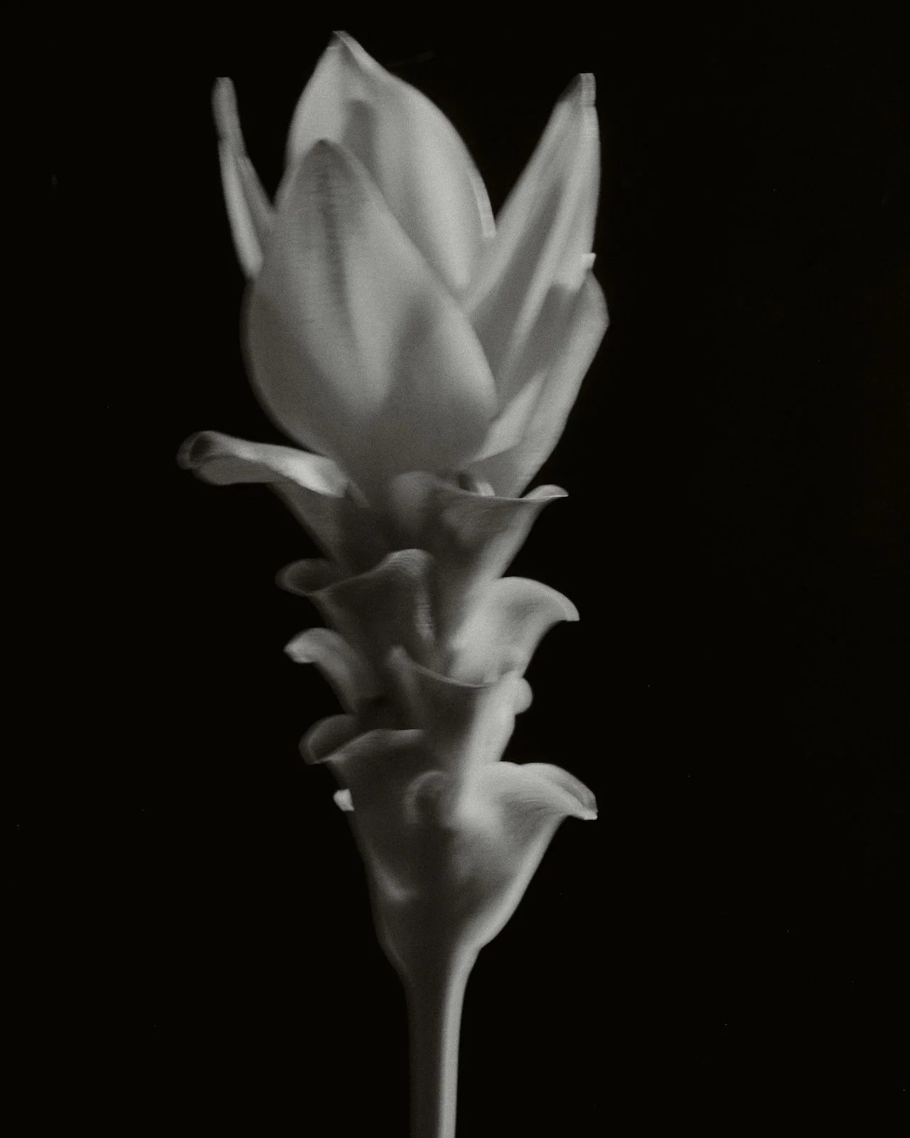 Black and white photo of a tall, elegant flower with layered petals against a dark background.