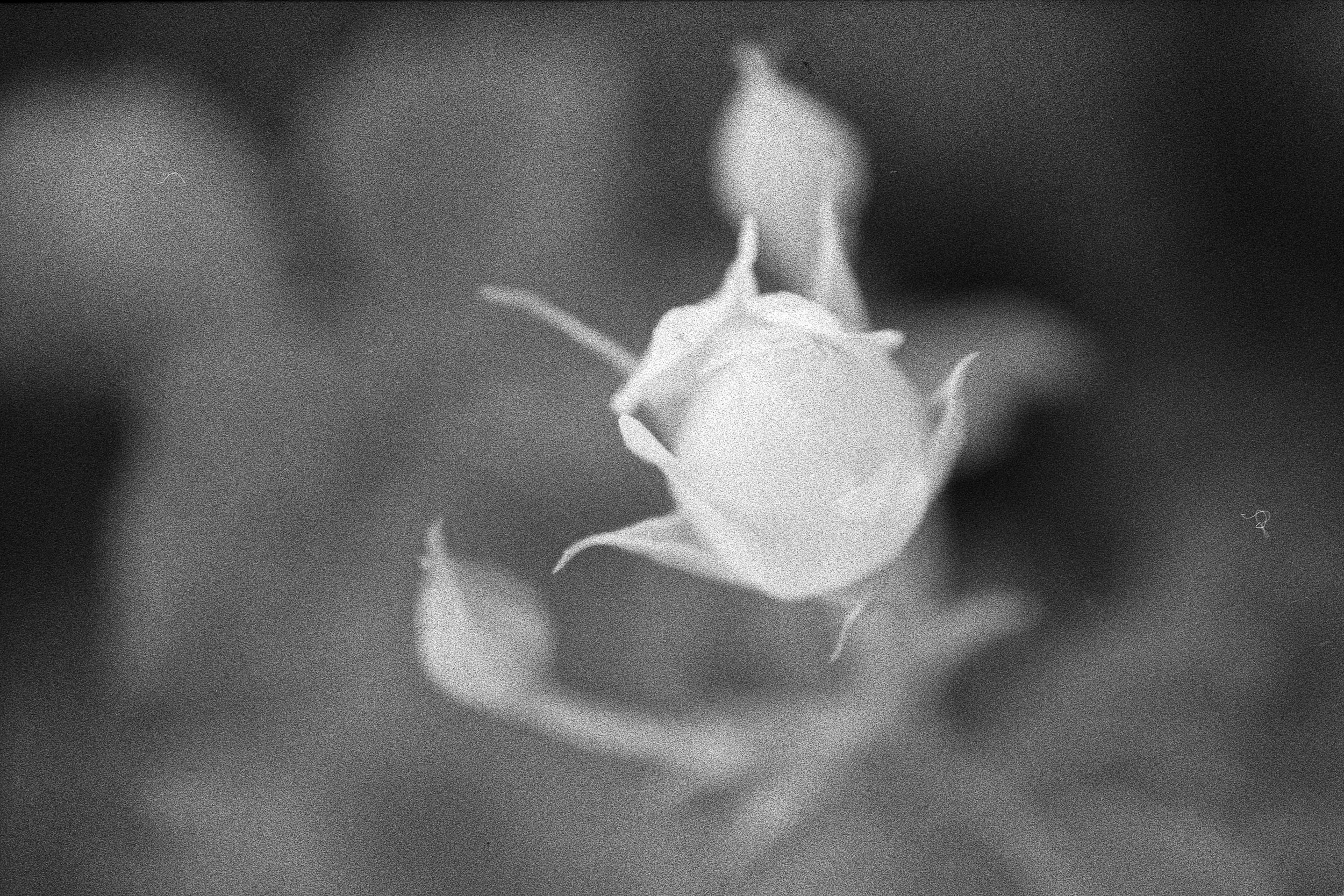Black and white close-up of a small bat hanging upside down on a surface, with wings slightly spread and ears pointed upward.
